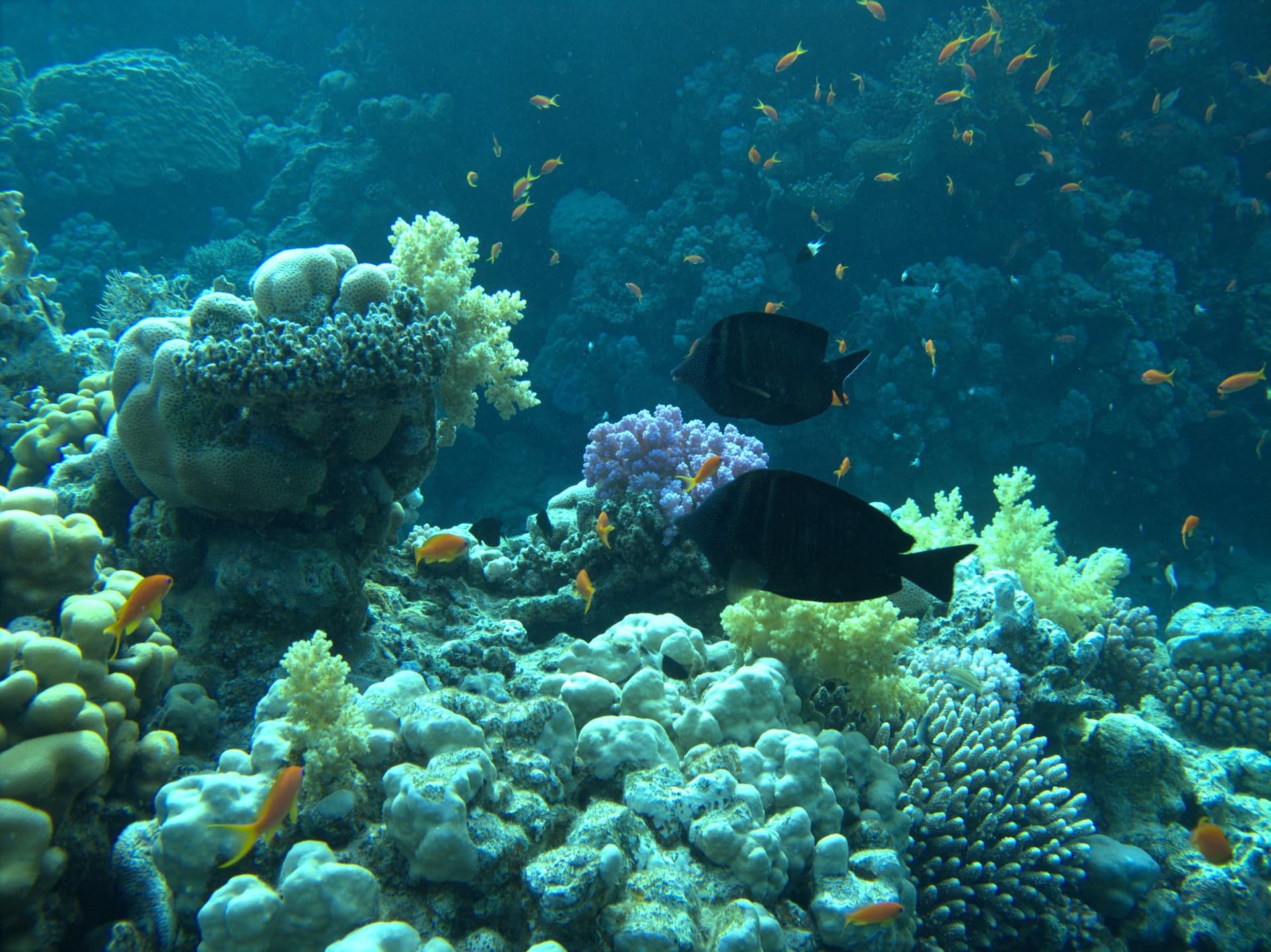 Anthias