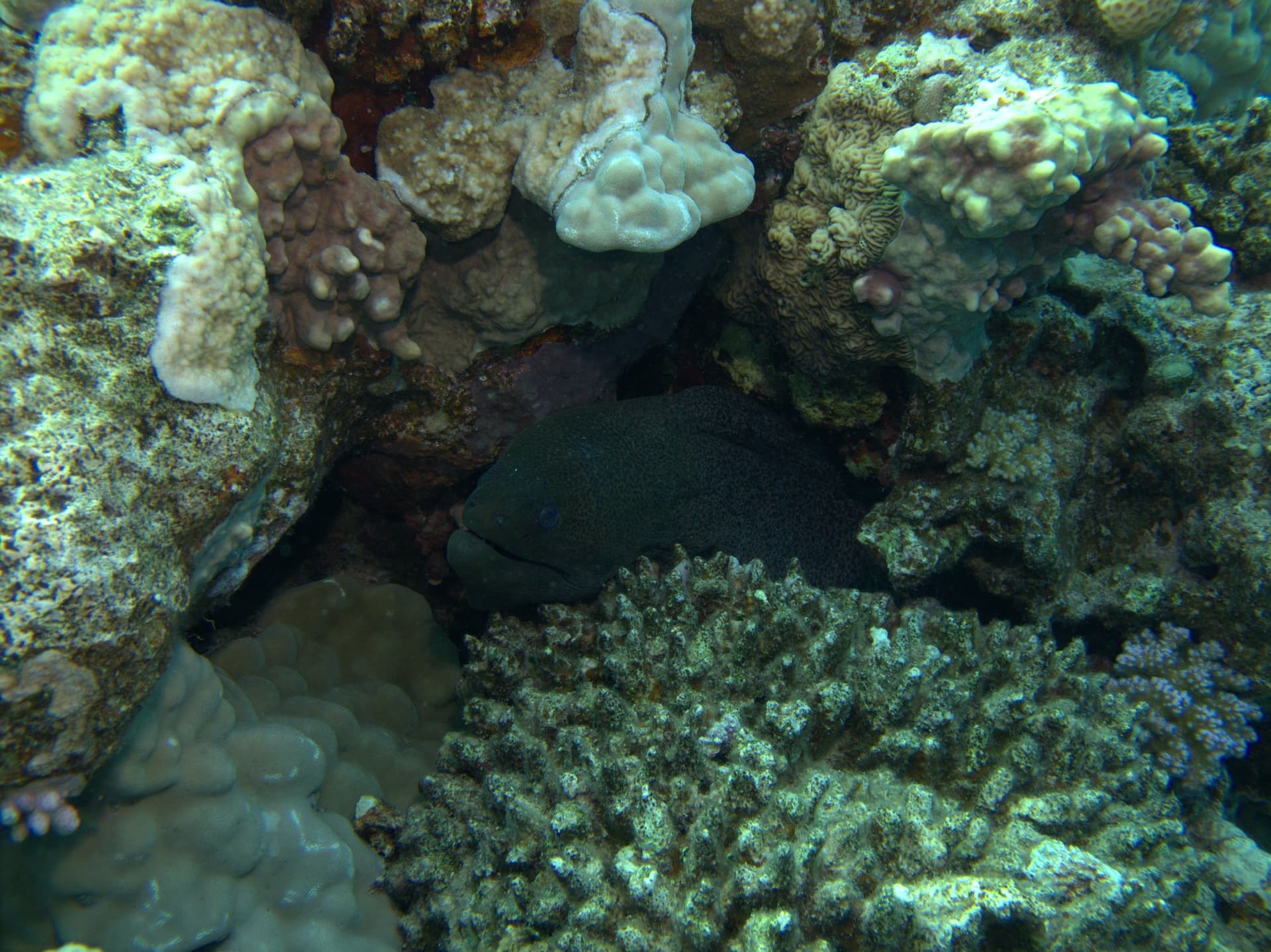 Giant moray