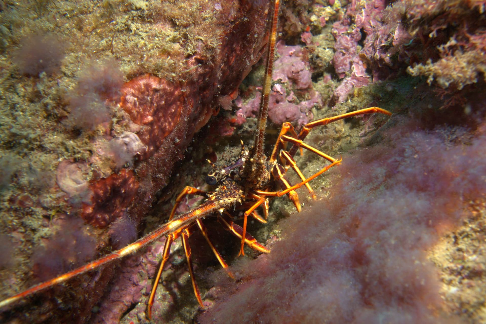 Spiny lobster
