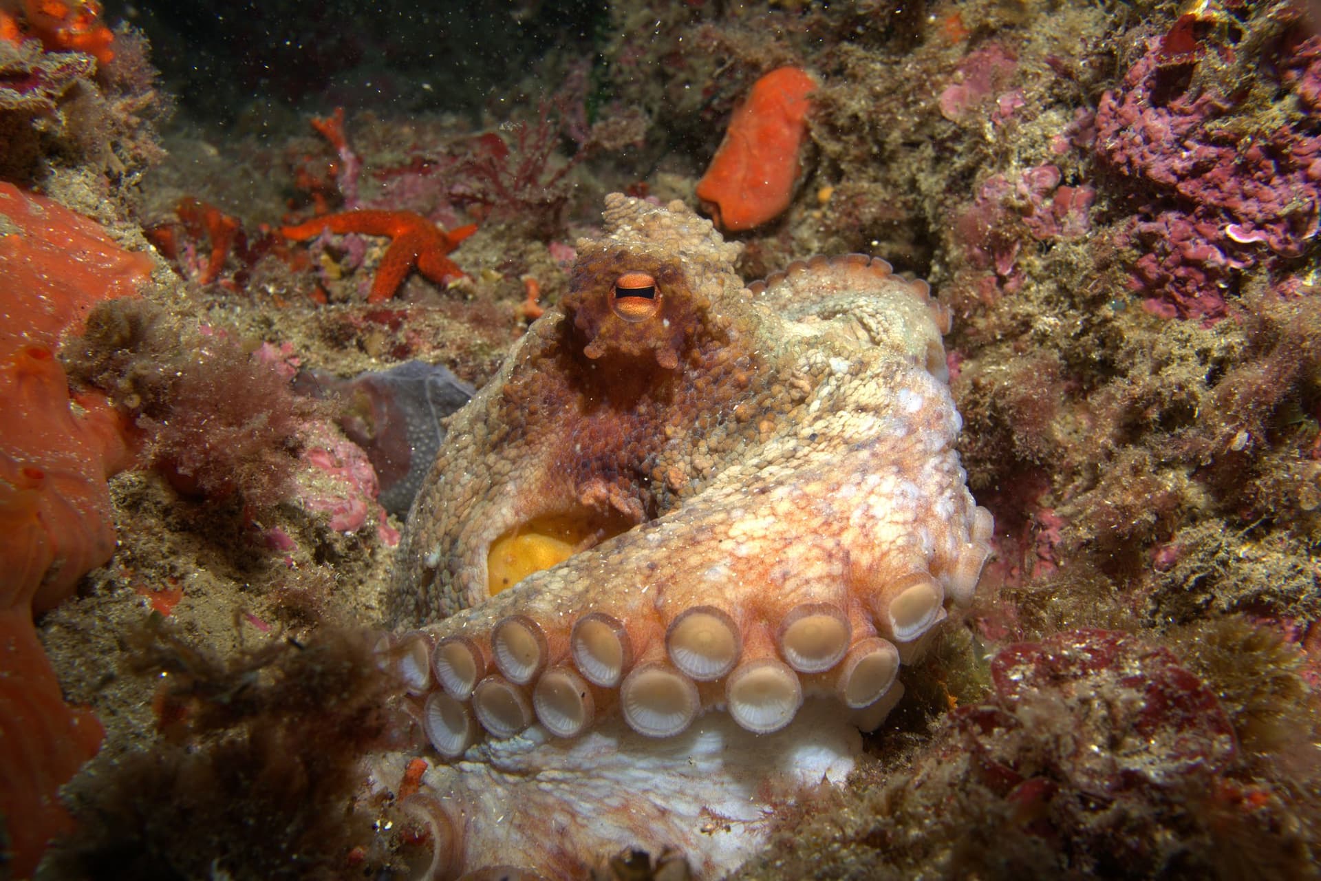 Common octopus