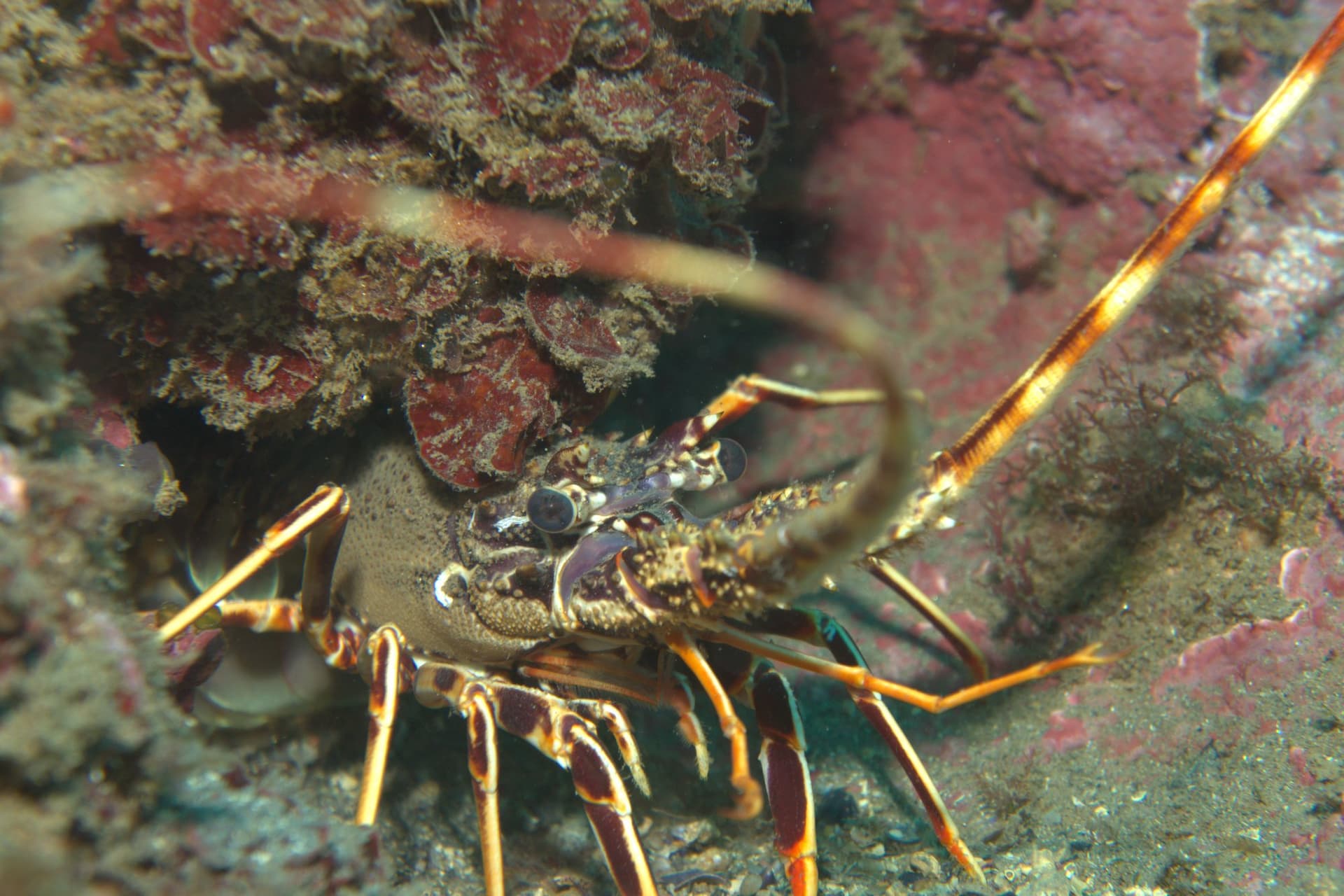 Spiny lobster