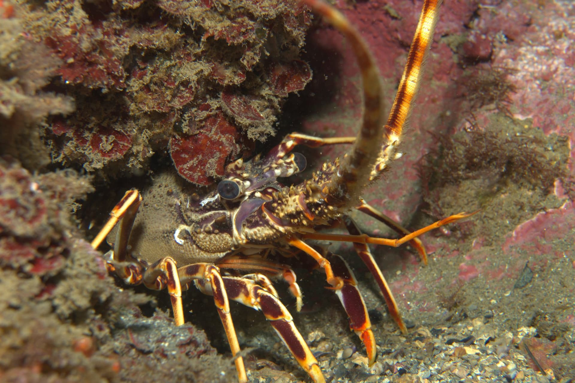 Spiny lobster