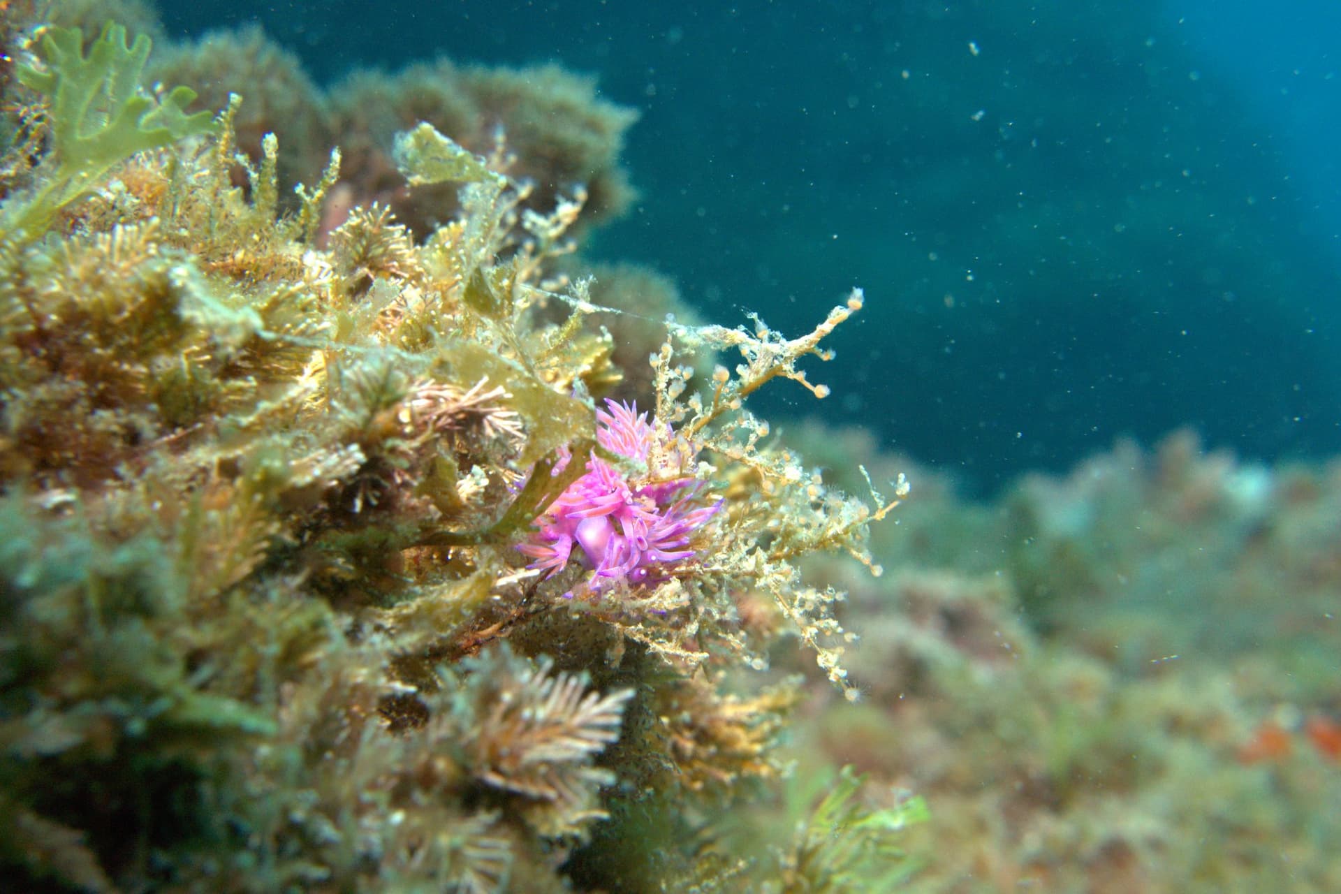 Edmundsella pedata, Violet flabellina