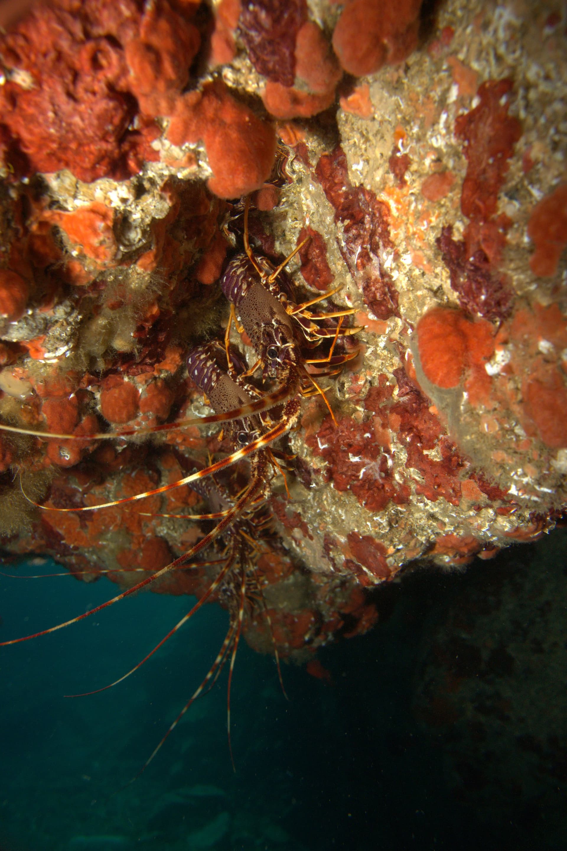 Spiny lobster