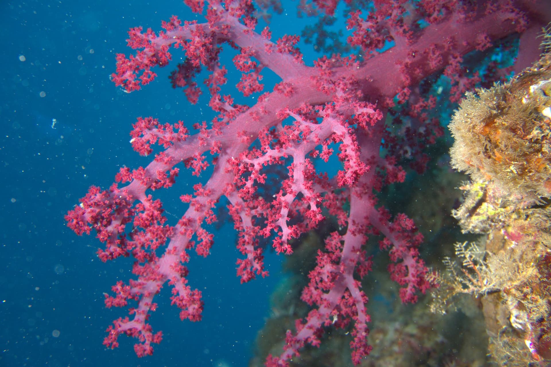 Carnation tree coral