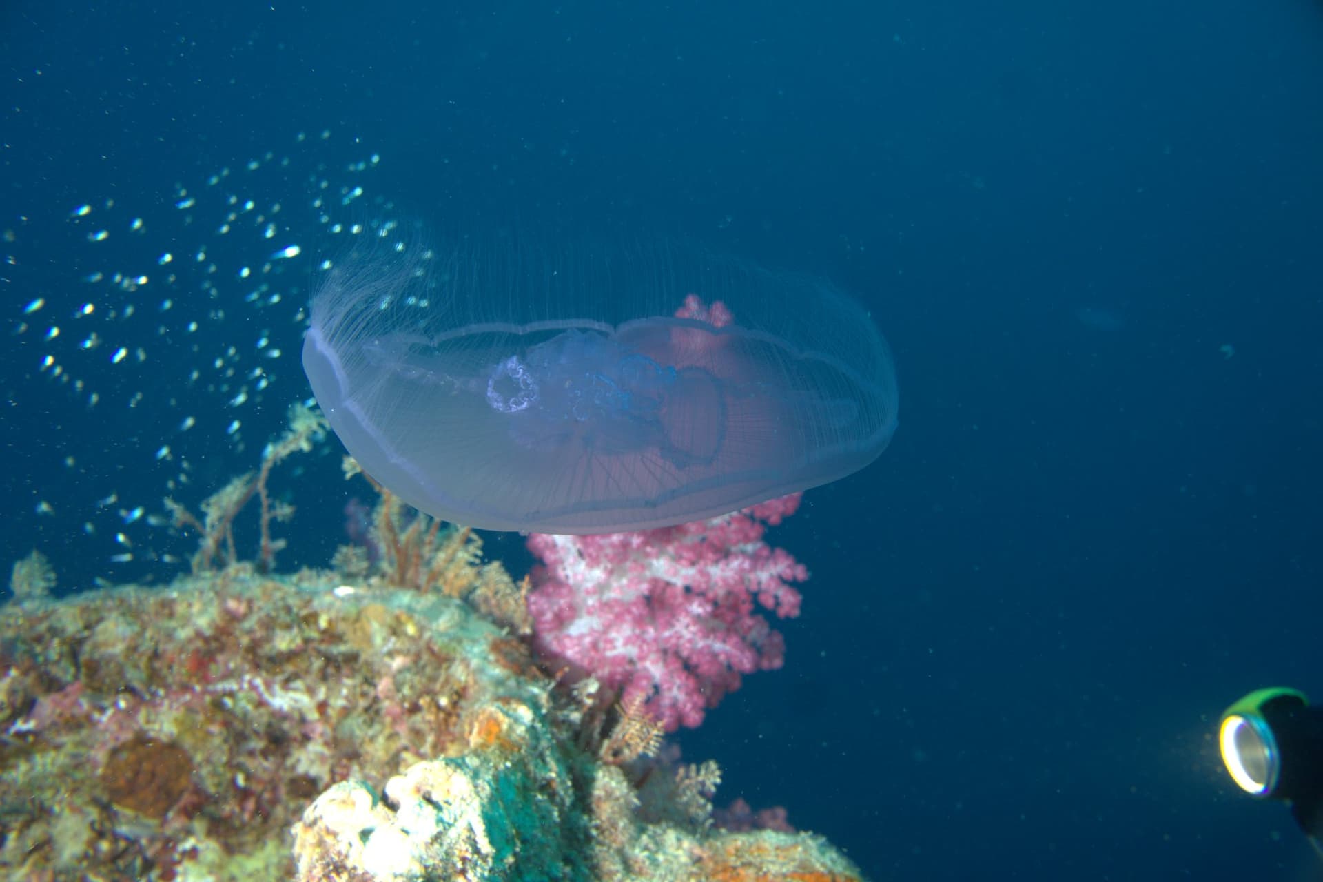 Carnation tree coral, Moon jellyfish