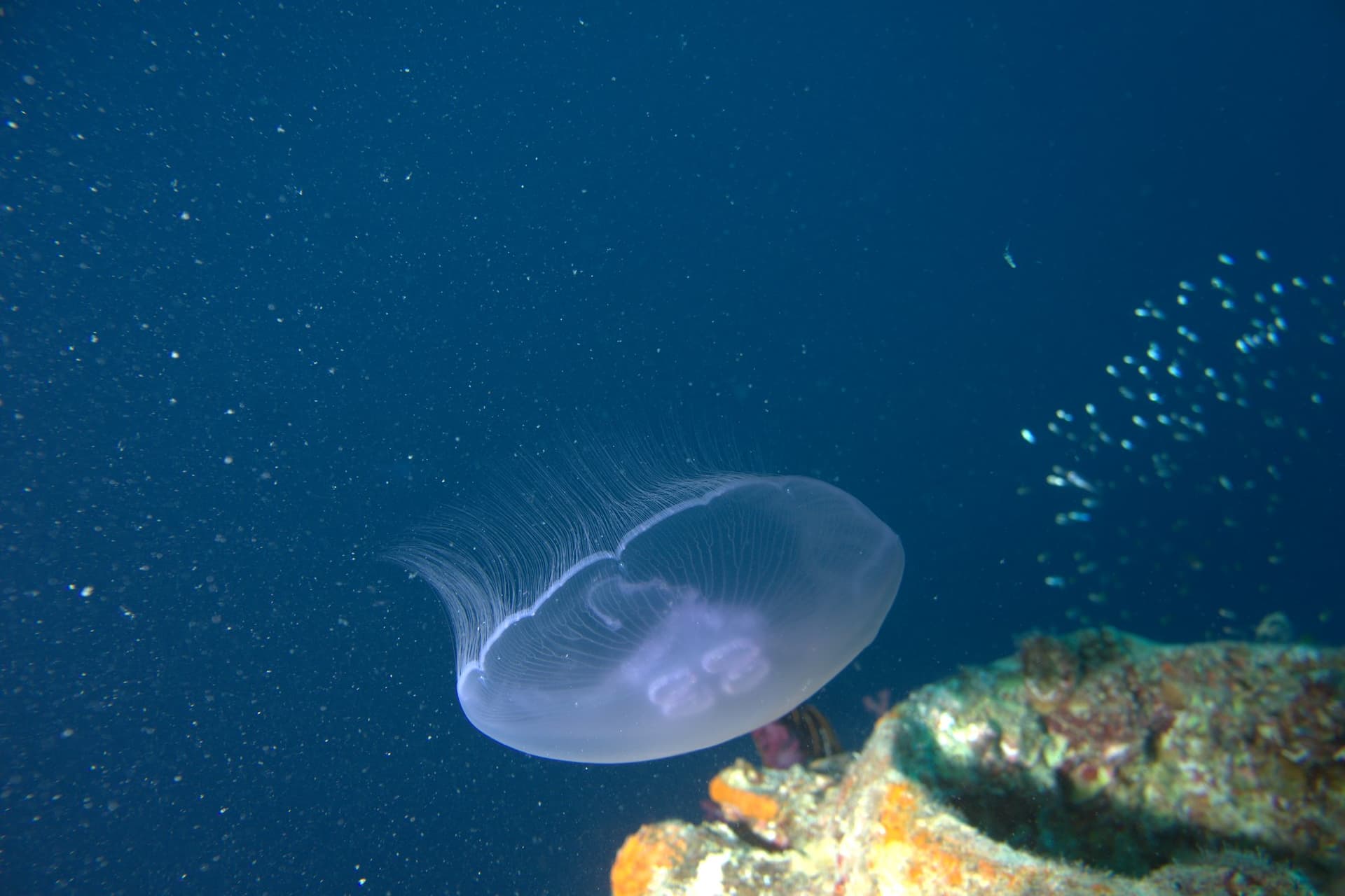 Moon jellyfish