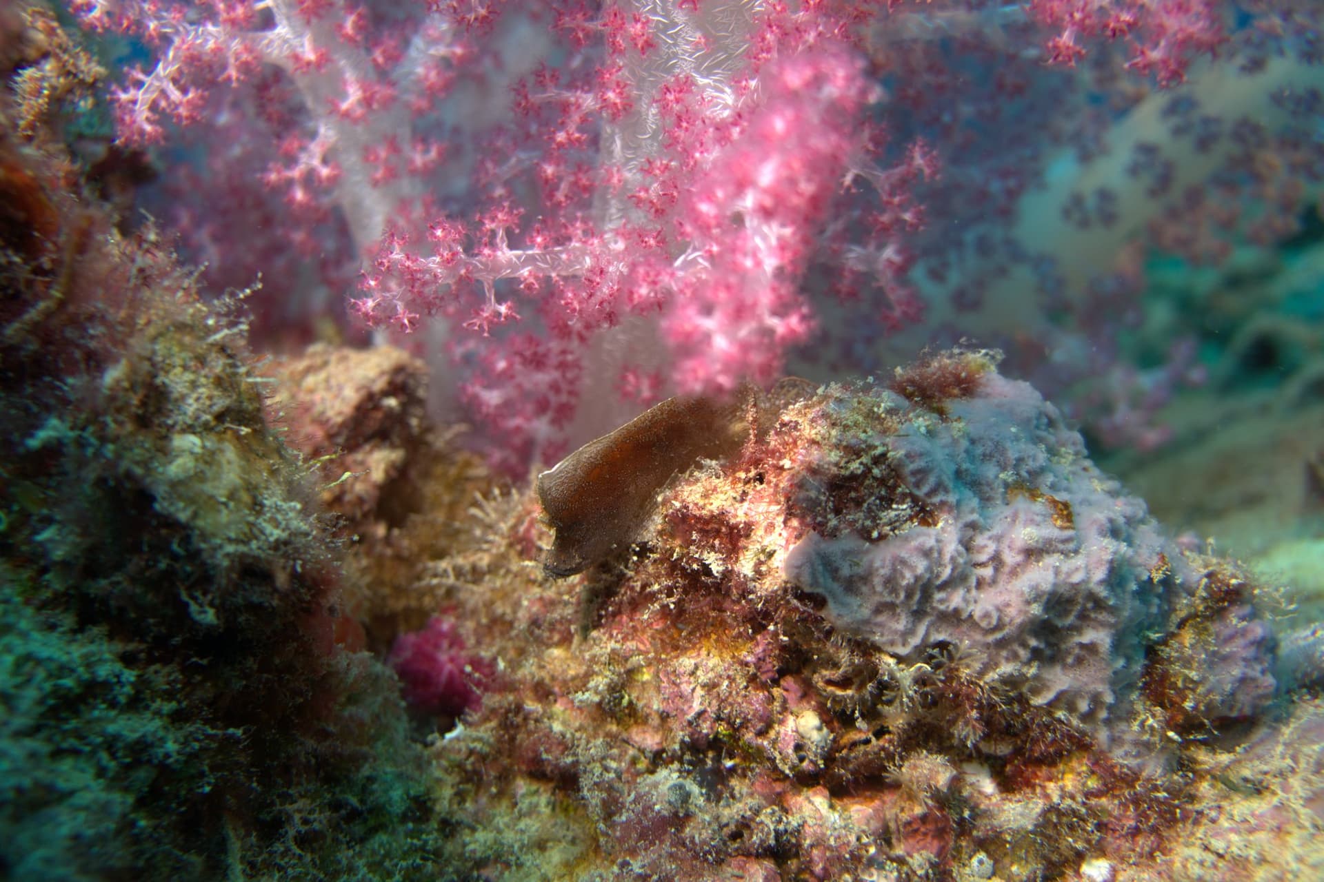 Carnation tree coral