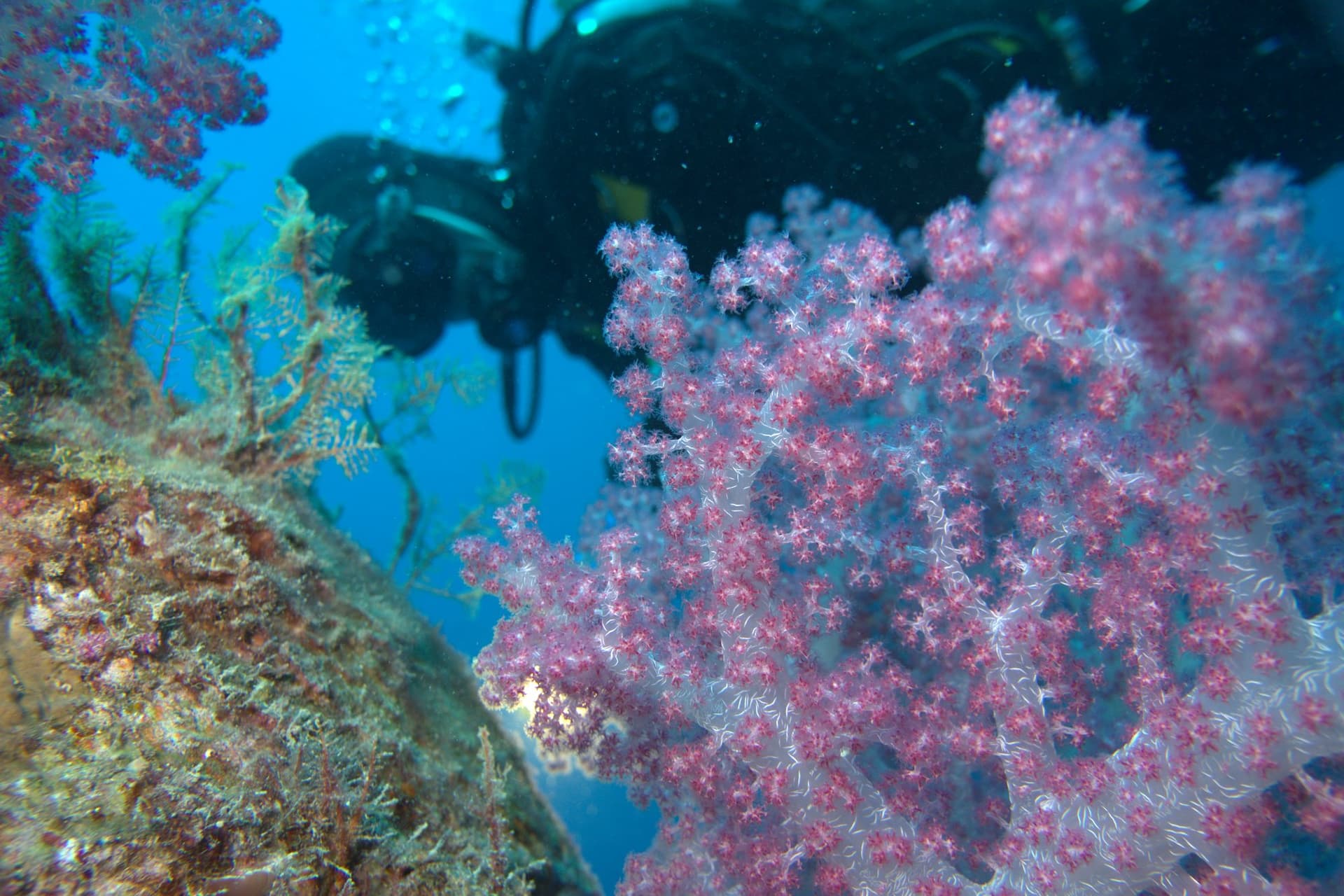Carnation tree coral