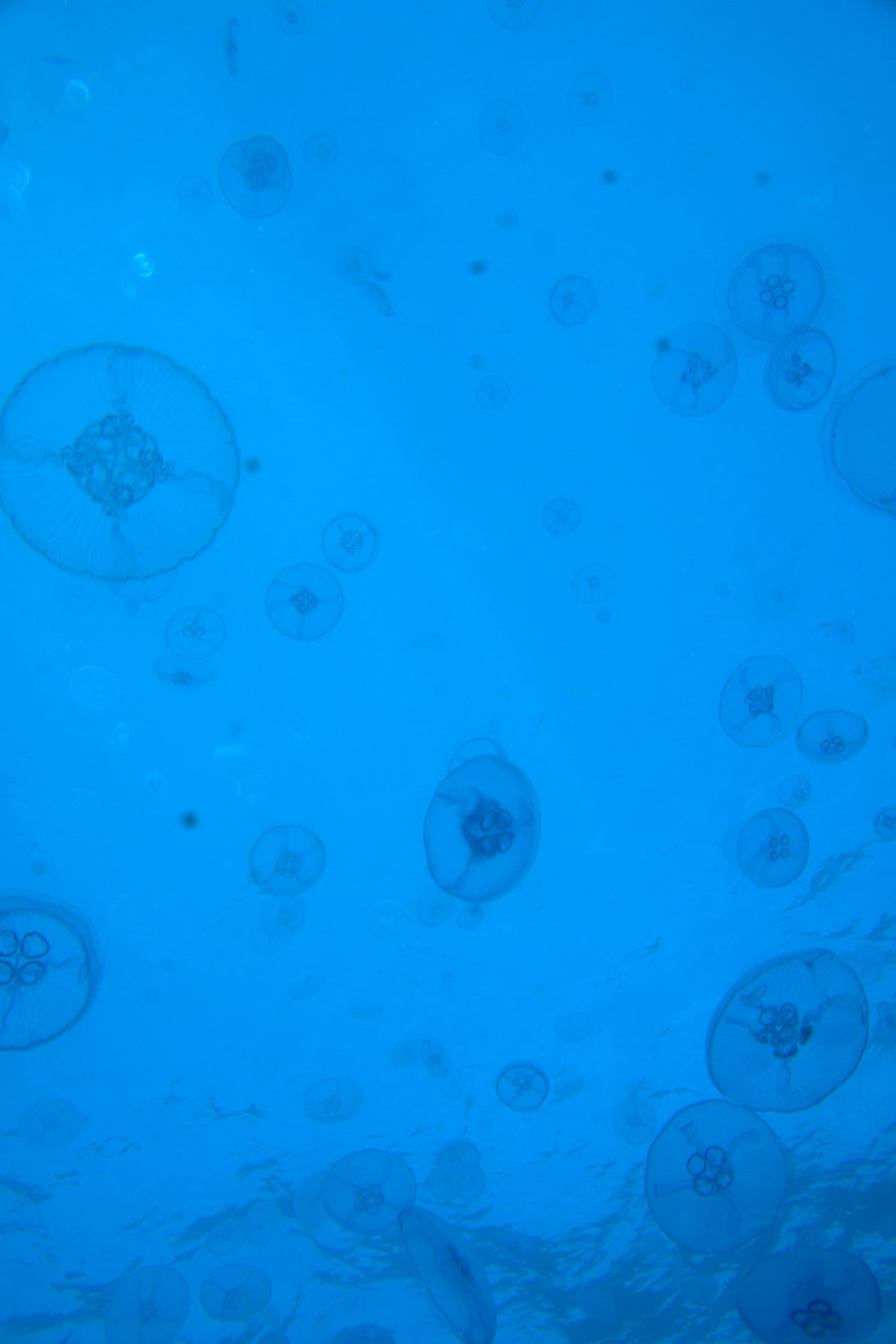 Moon jellyfish