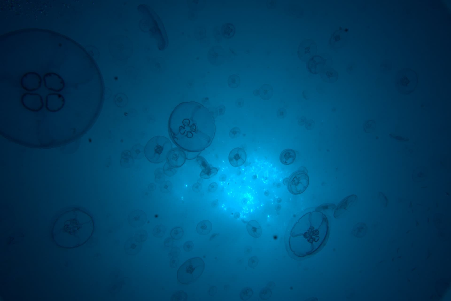 Moon jellyfish