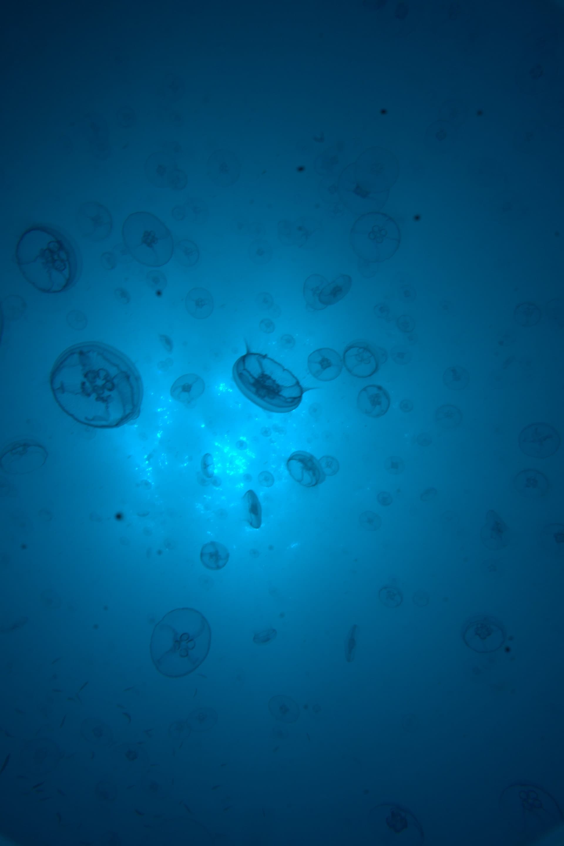 Moon jellyfish