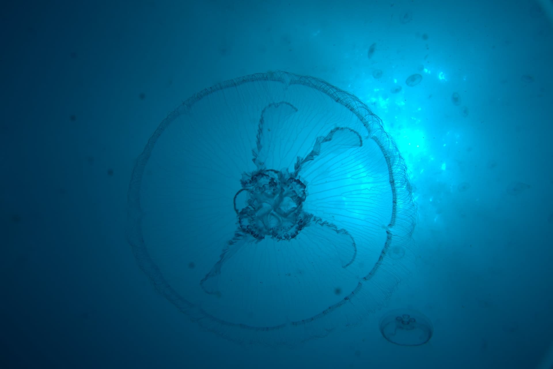 Moon jellyfish