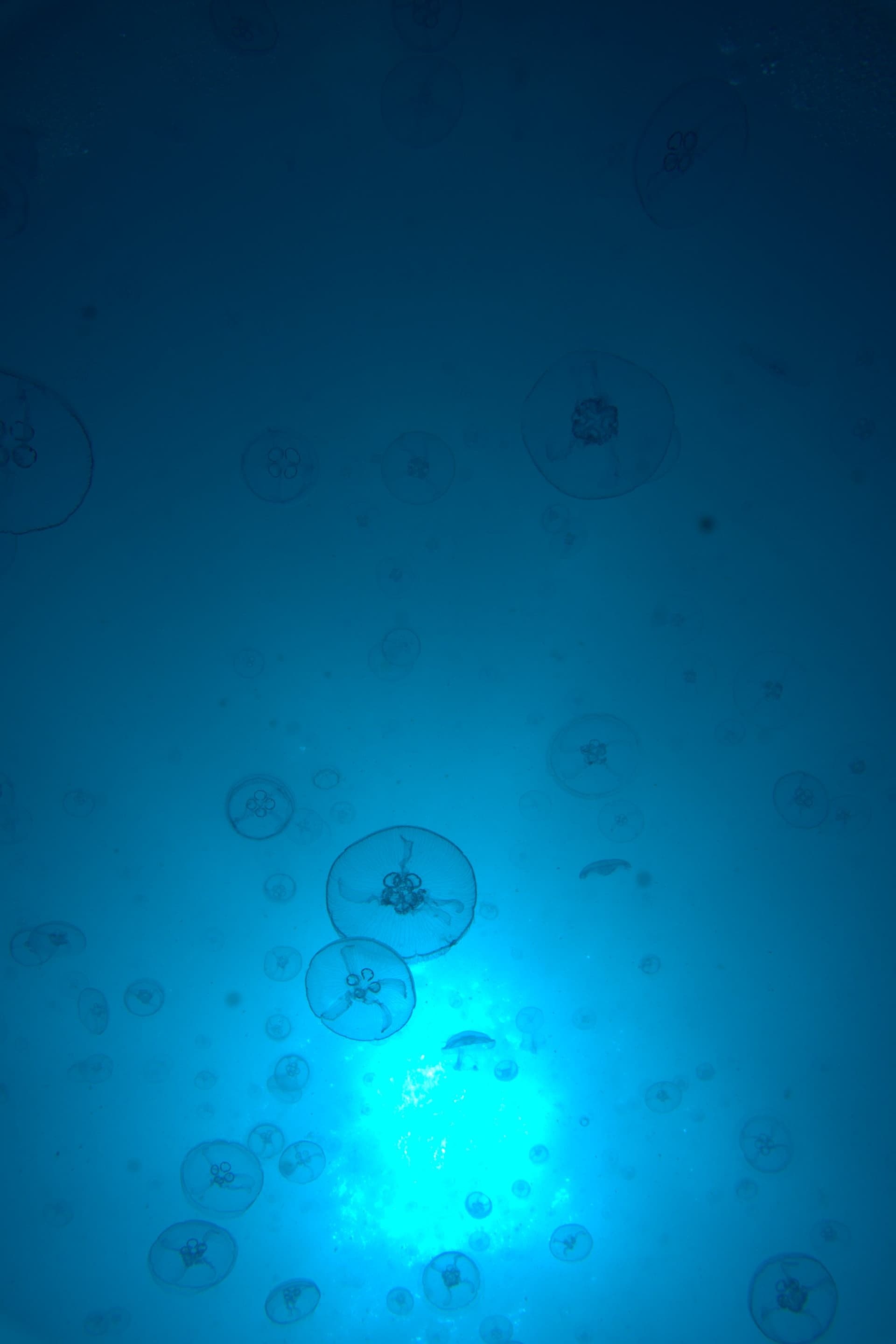 Moon jellyfish