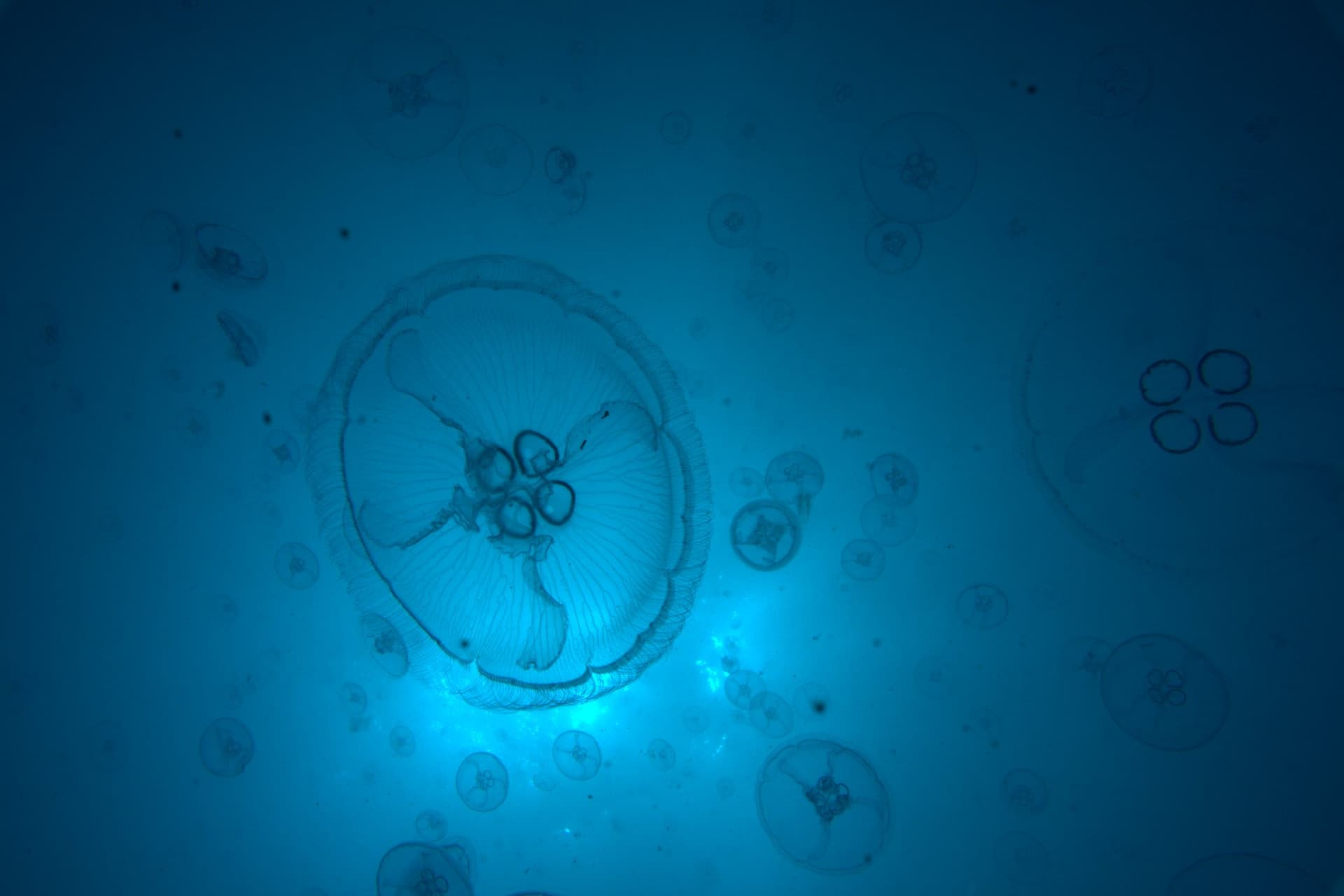 Moon jellyfish