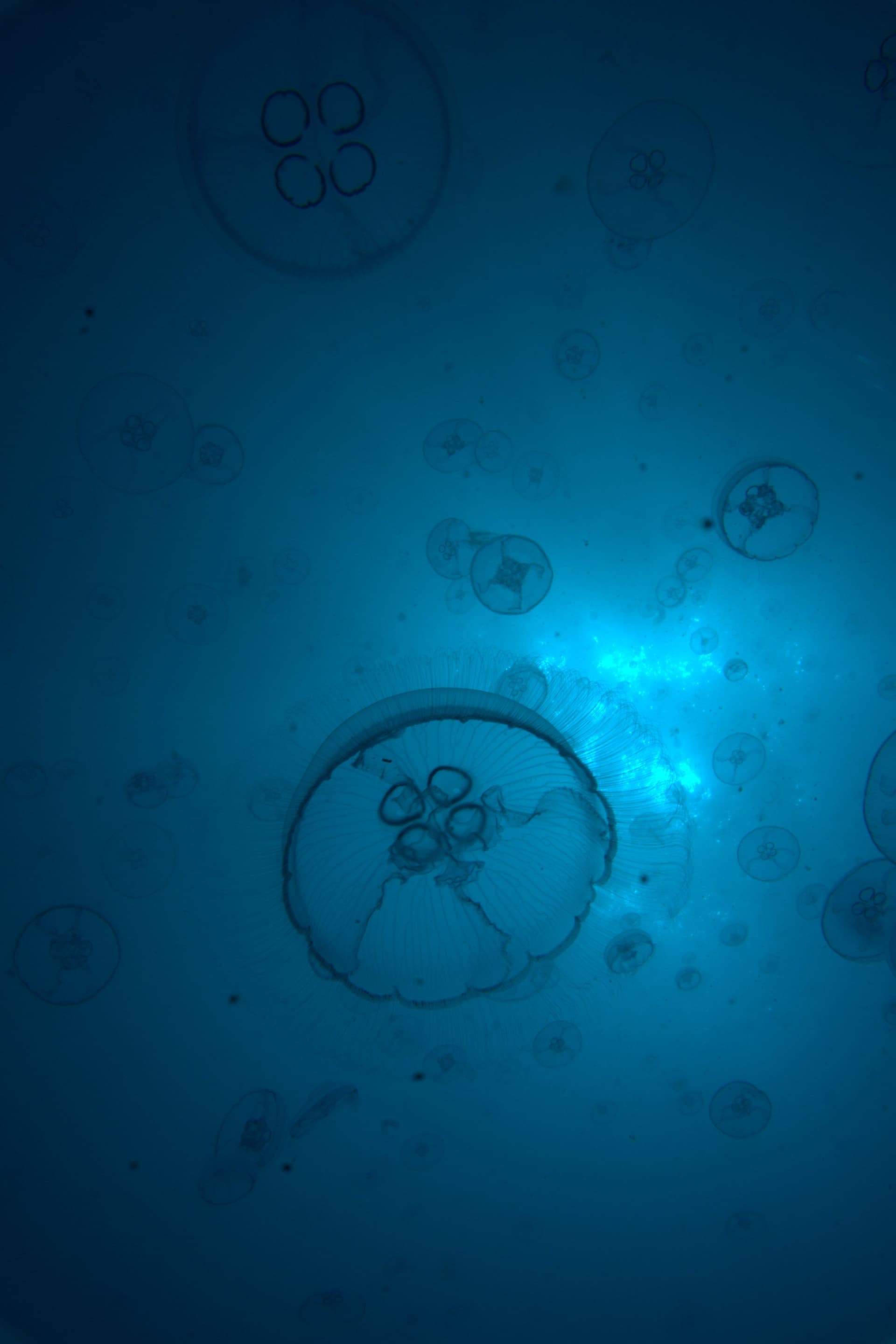 Moon jellyfish