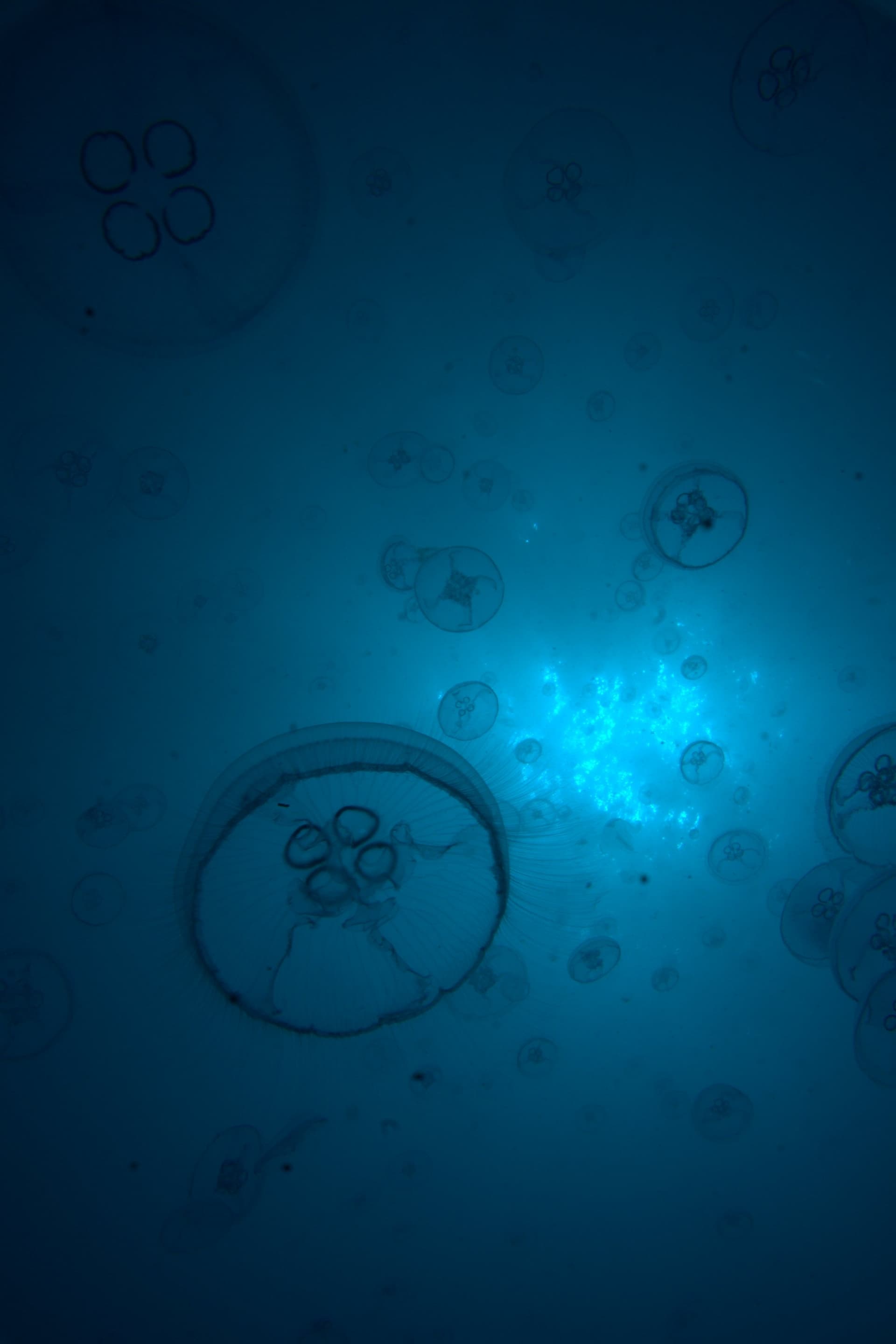 Moon jellyfish
