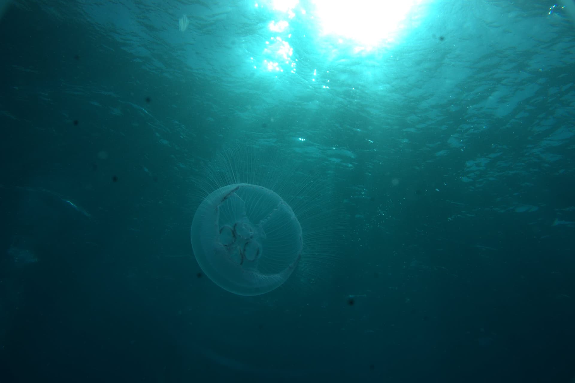 Moon jellyfish