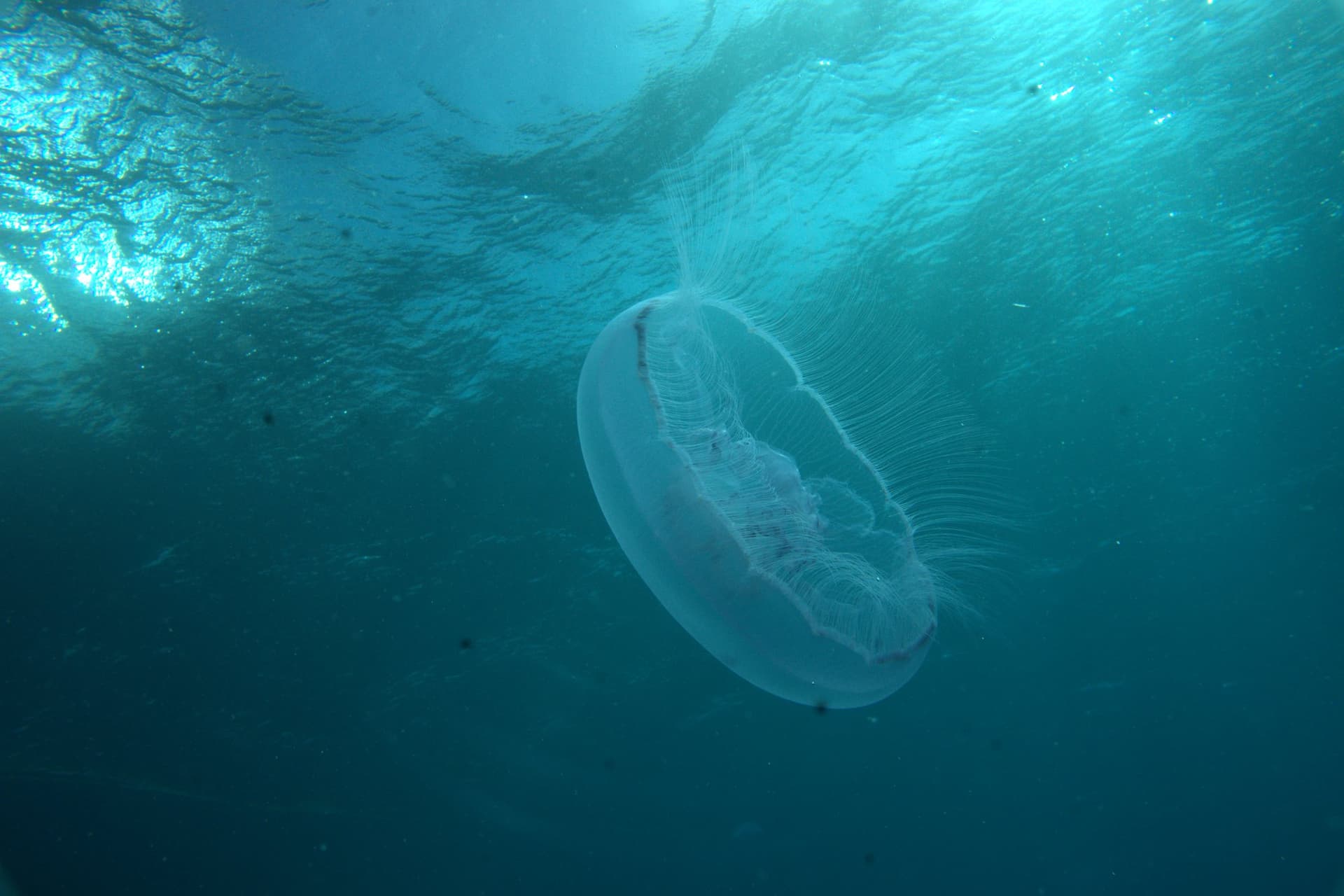 Moon jellyfish