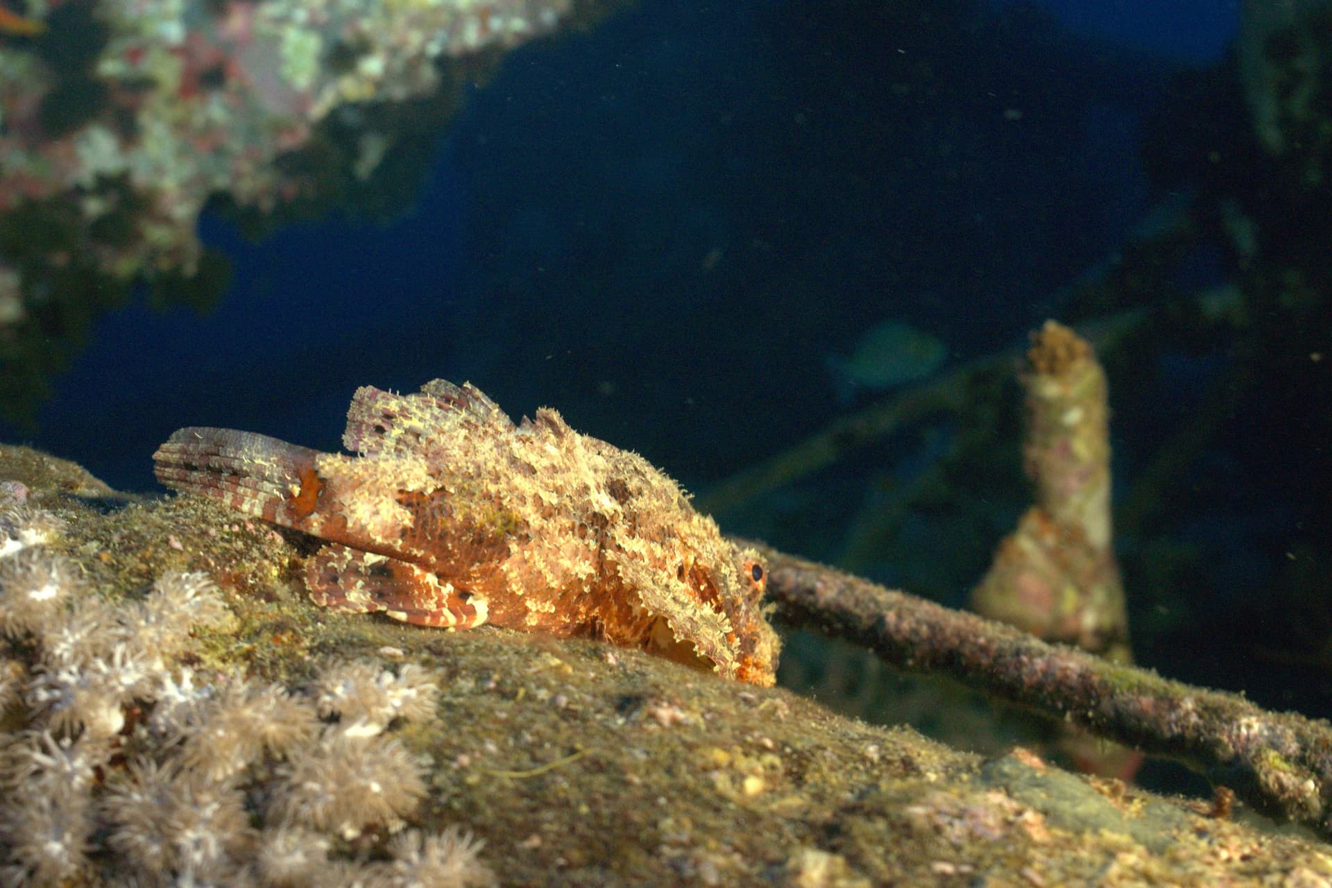 Tasseled scorpionfish