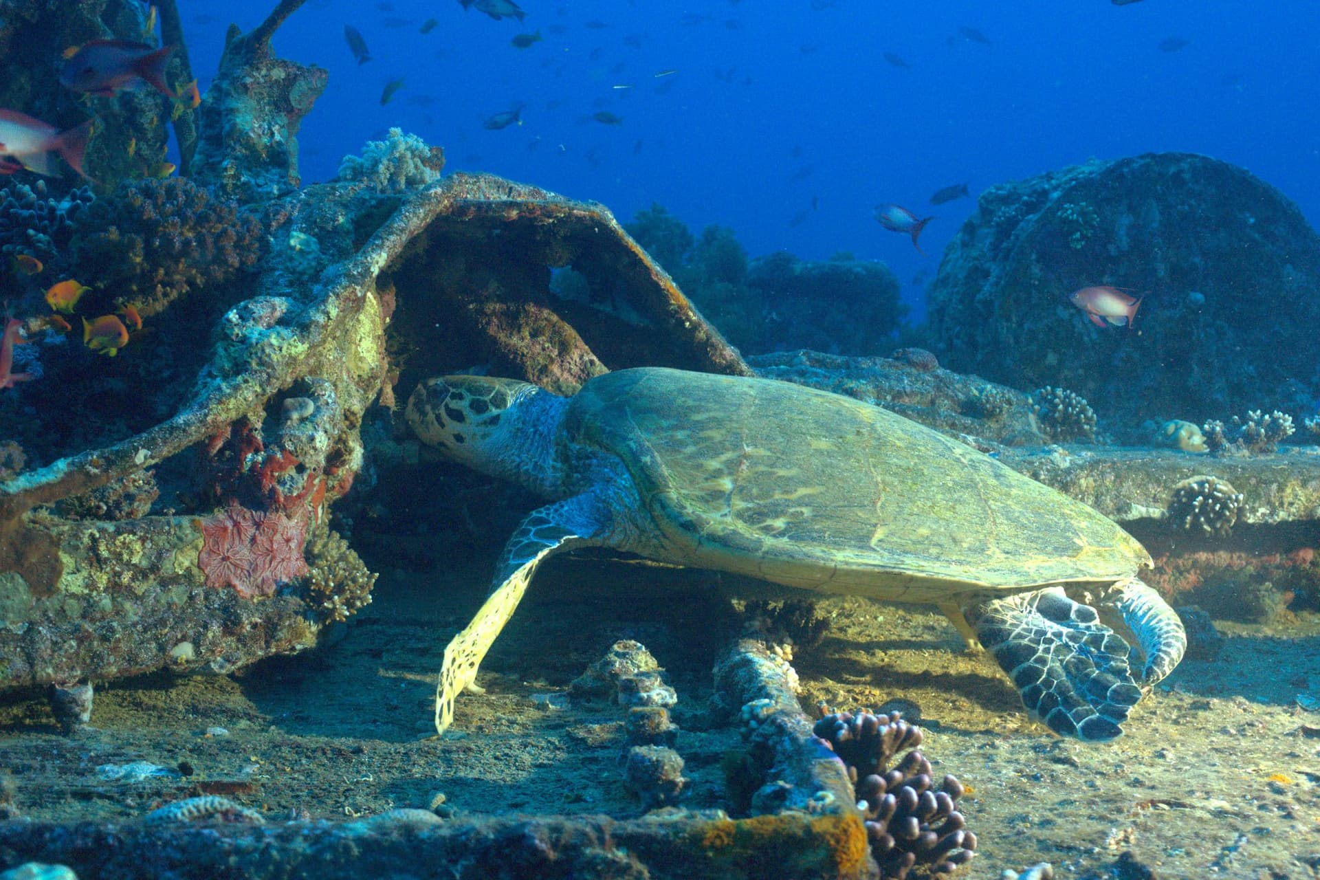 Green sea turtle