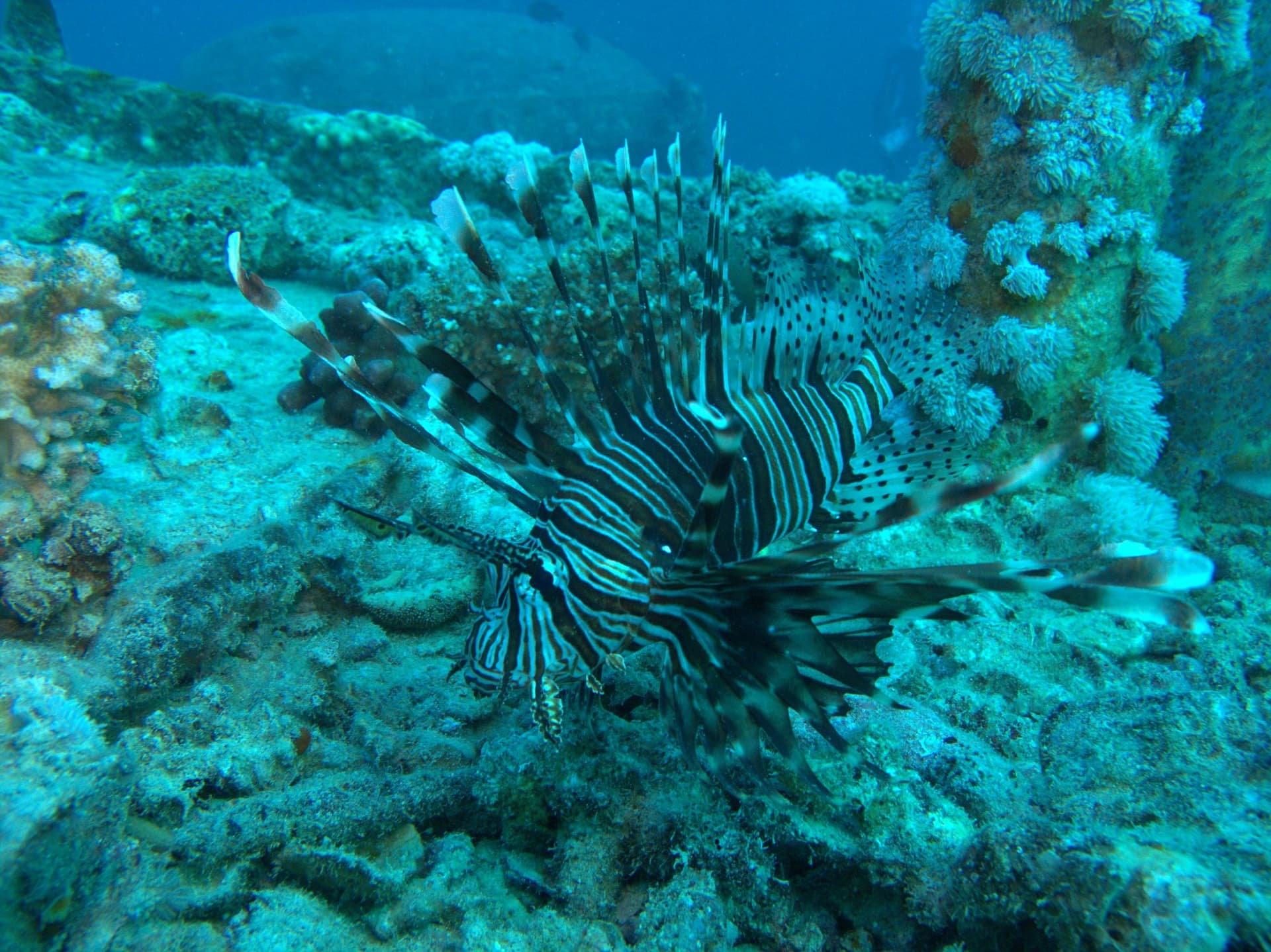 Lionfish