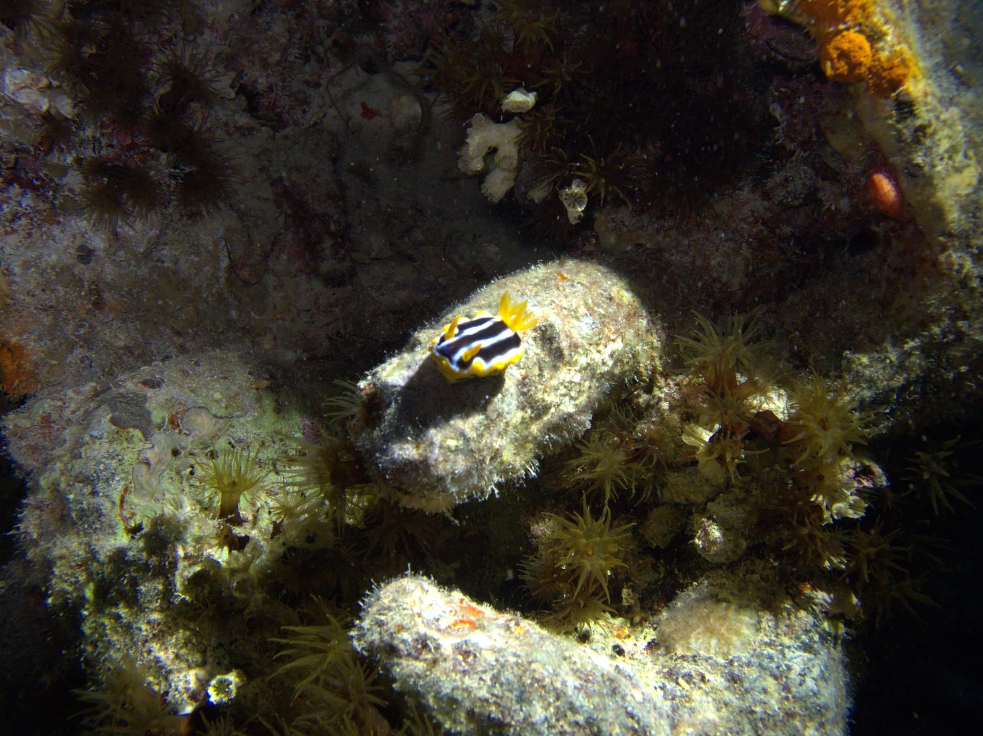 African chromodorid