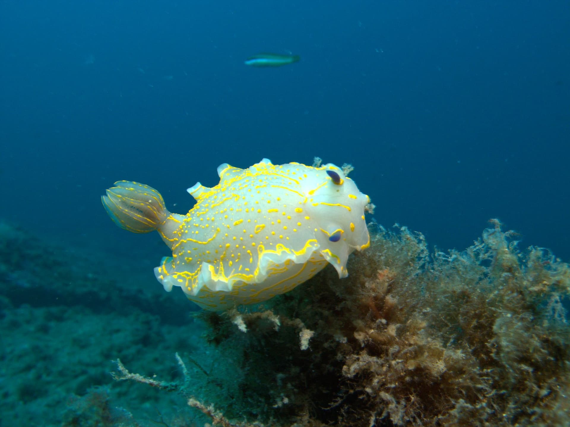 Violet sea slug