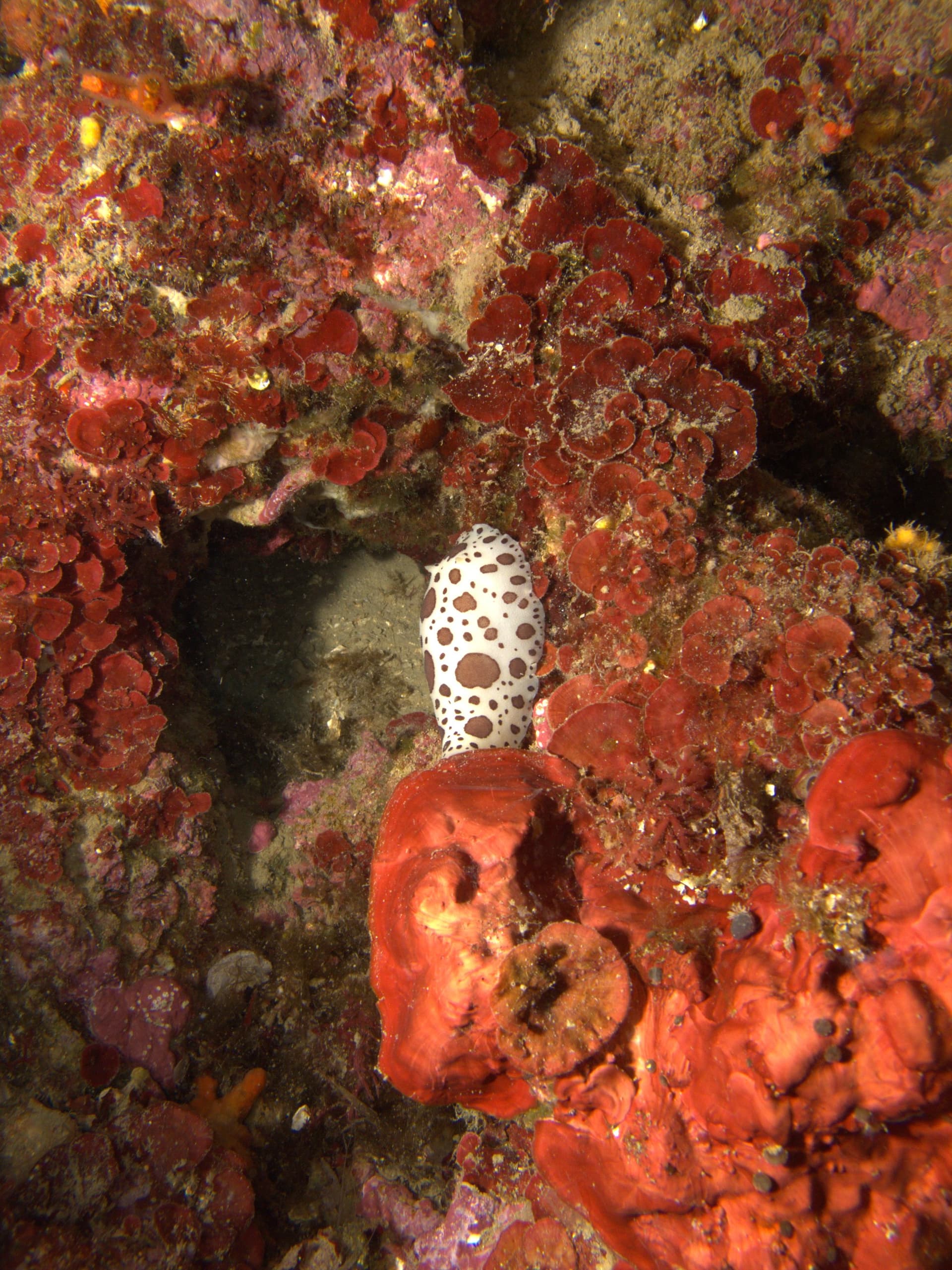 Spotted sea slug