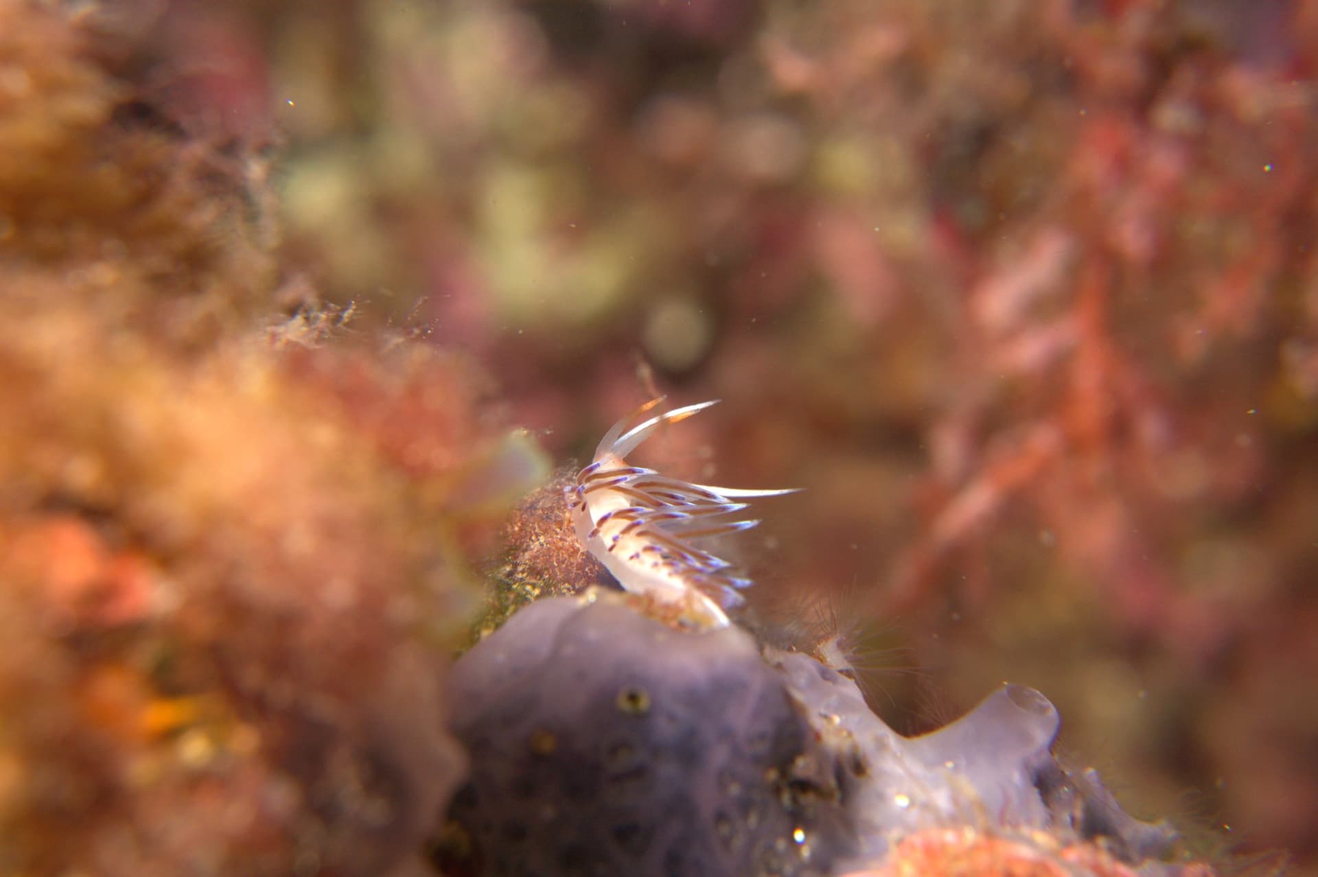 Cratena peregrina