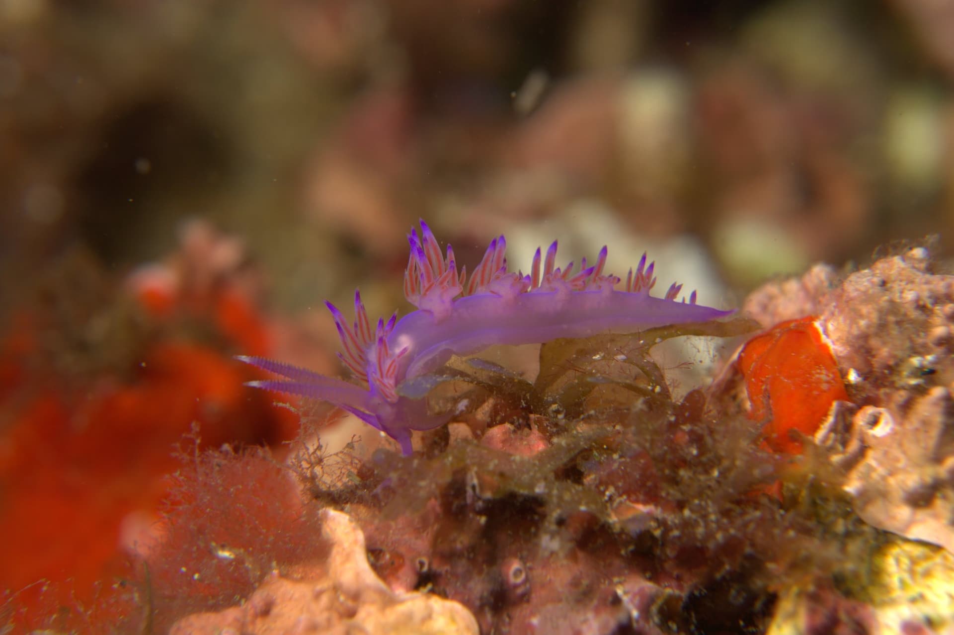 Violet flabellina