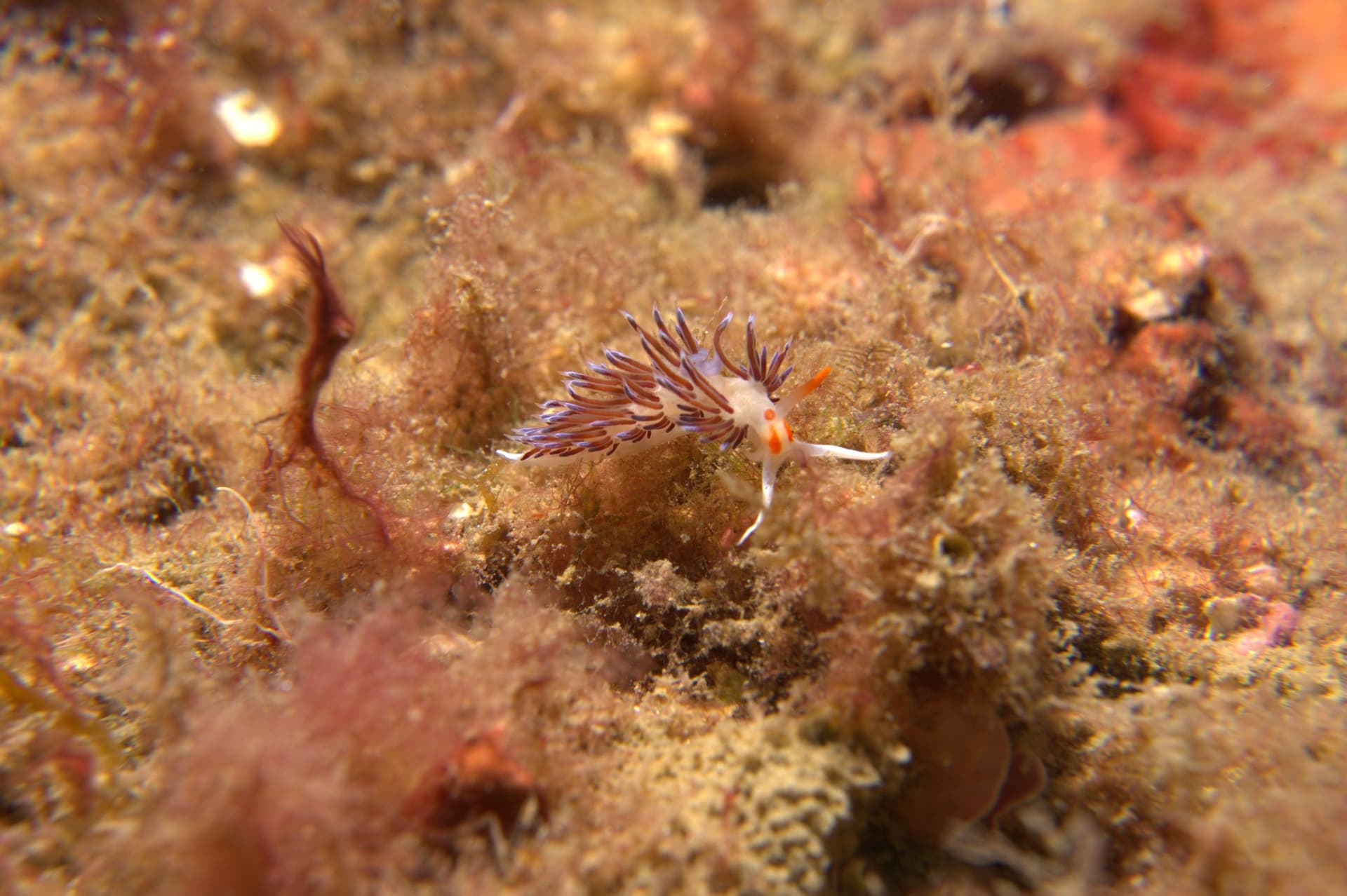 Cratena peregrina