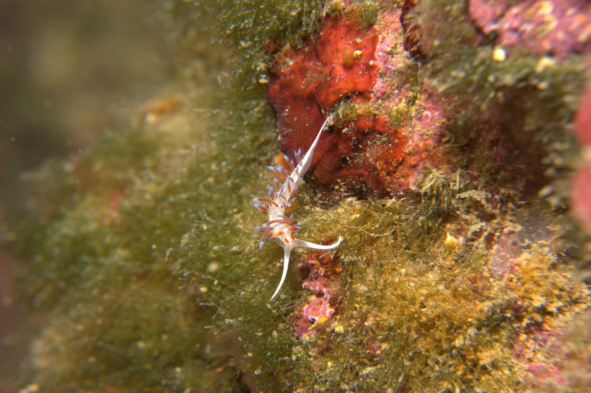 Cratena peregrina
