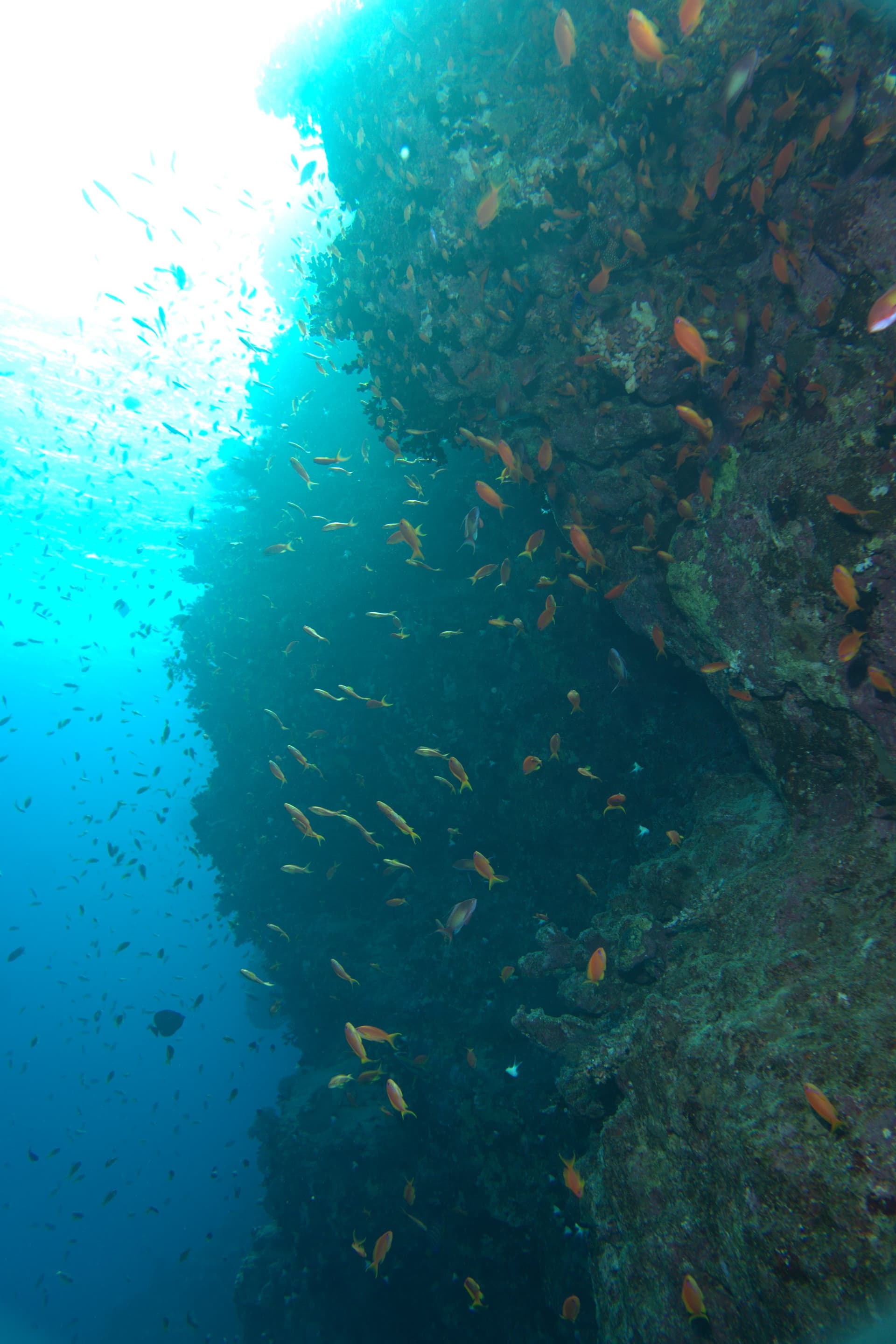 Anthias