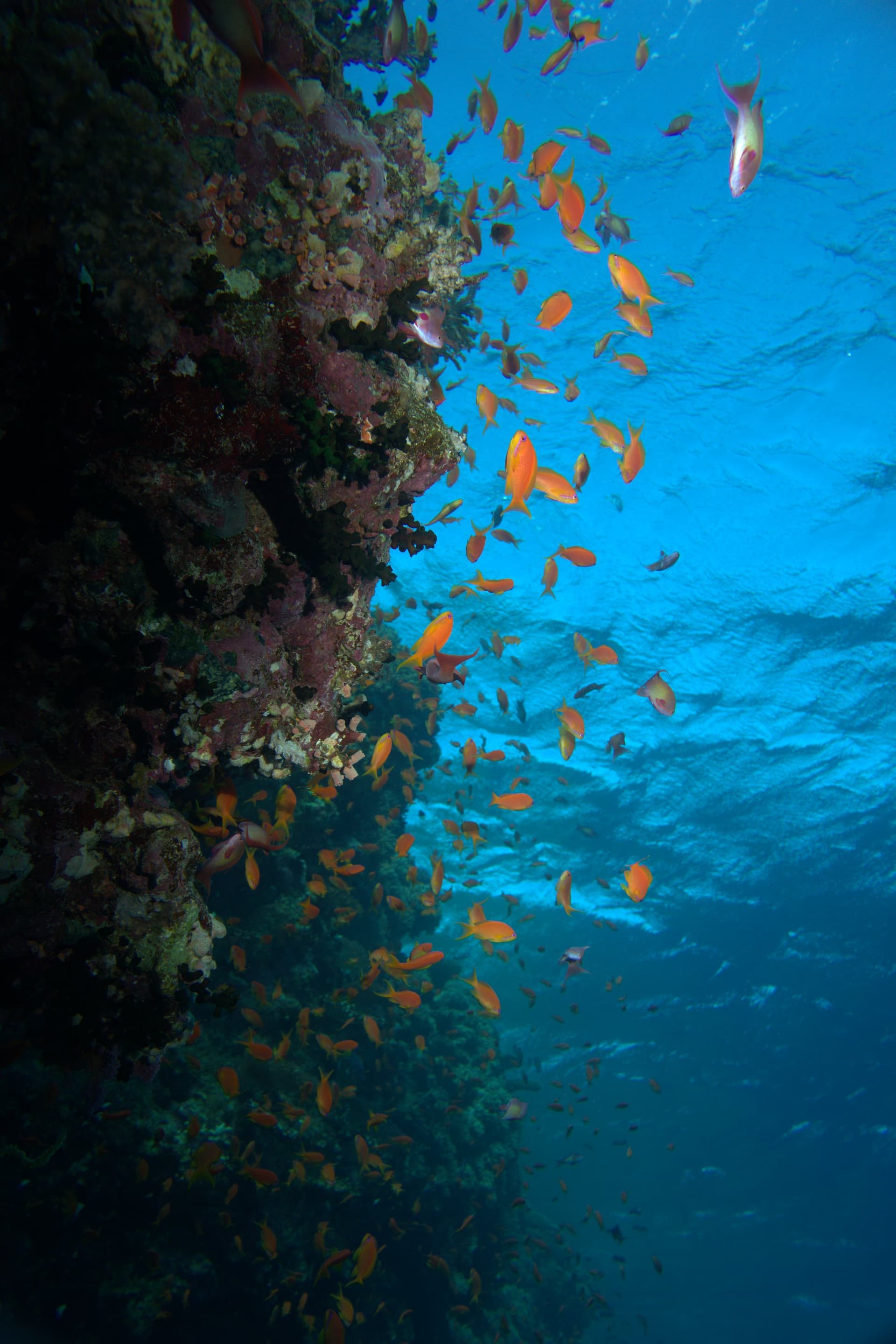 Anthias