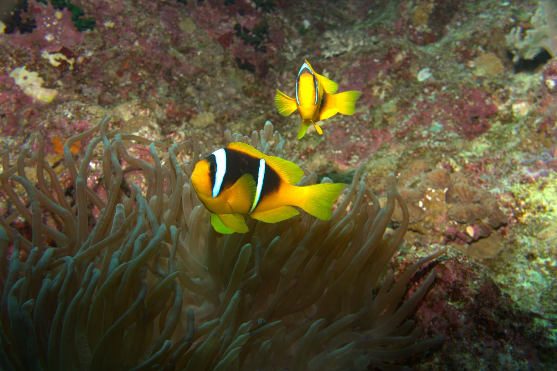 Clownfish