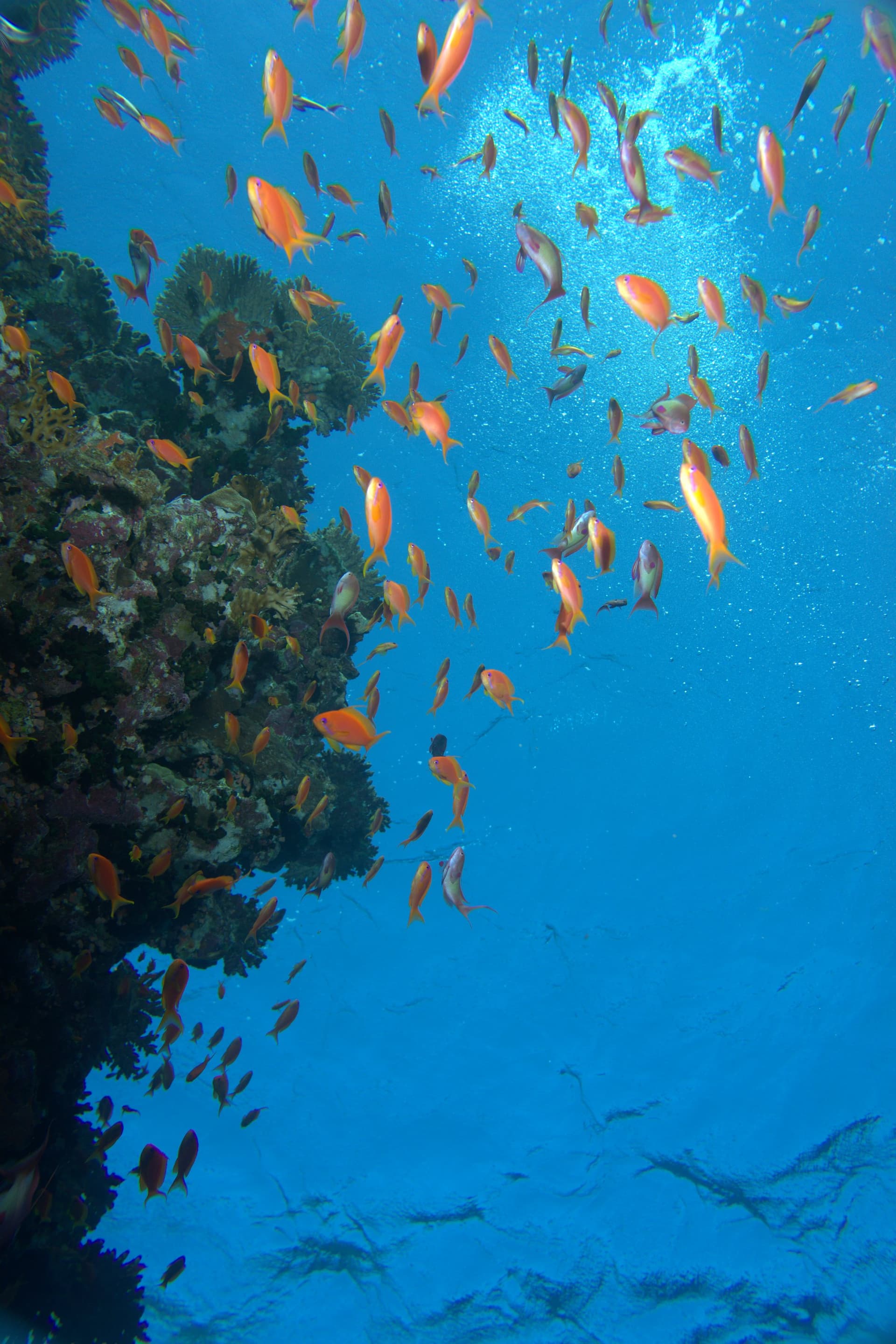 Anthias