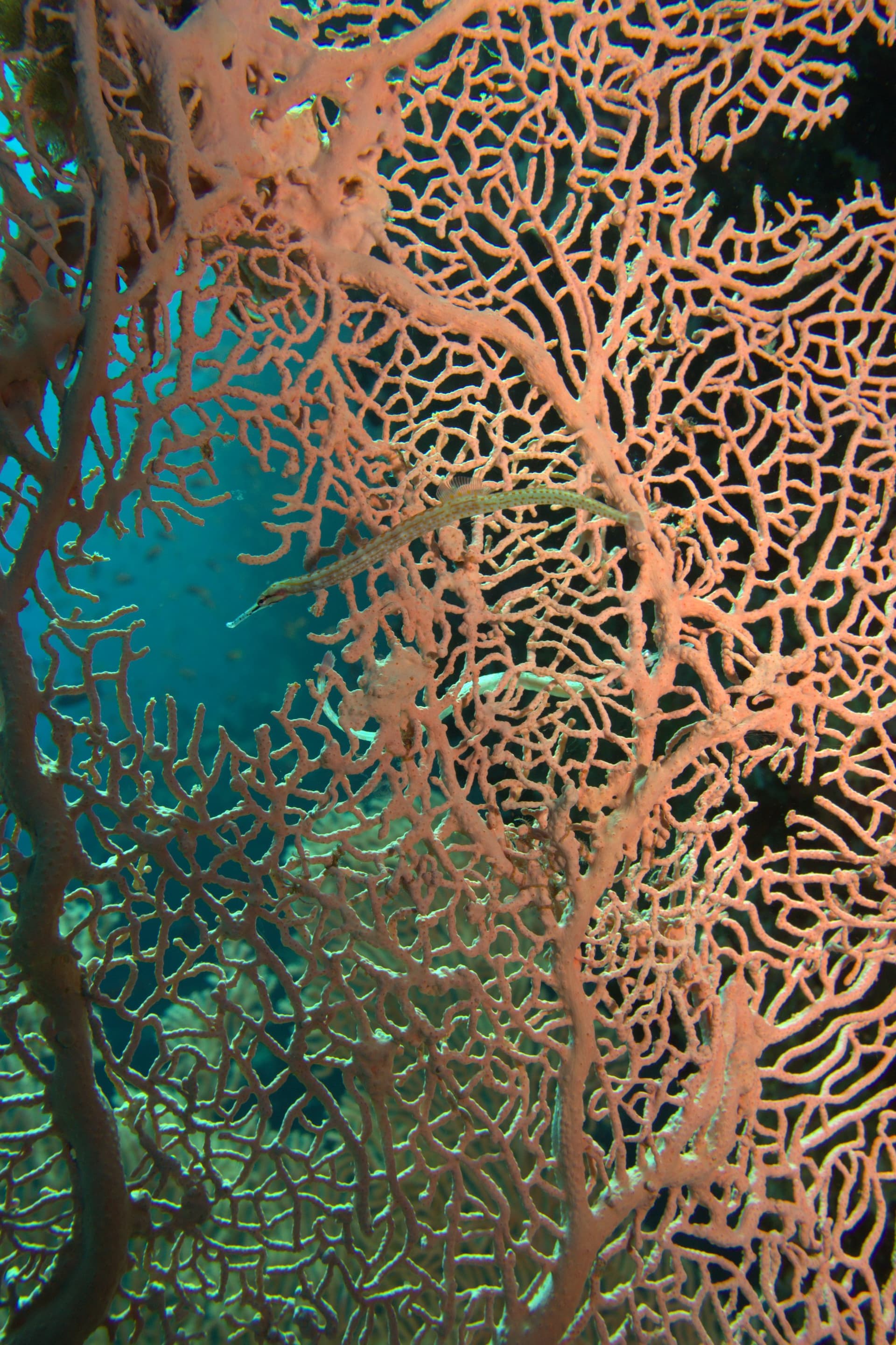 Pipefish, Violescent sea-whip