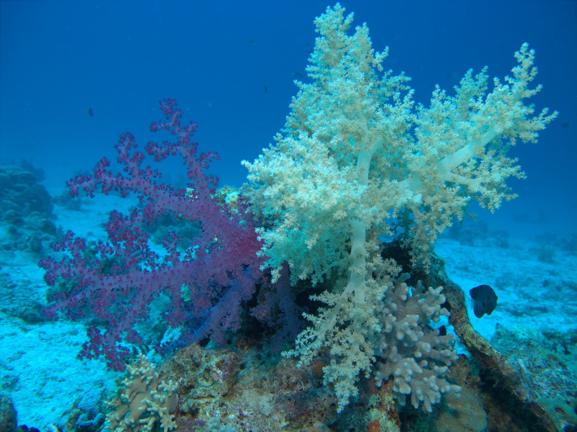 Carnation tree coral, Tree soft coral