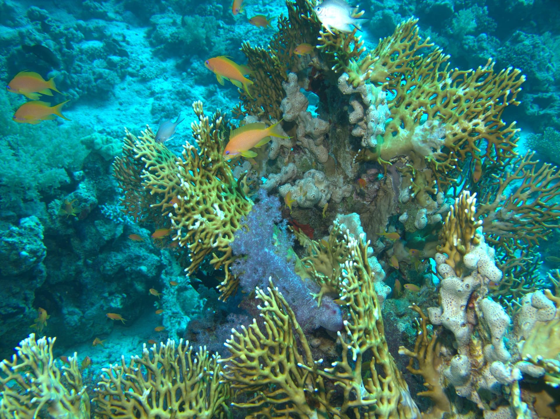 Anthias, Net fire coral