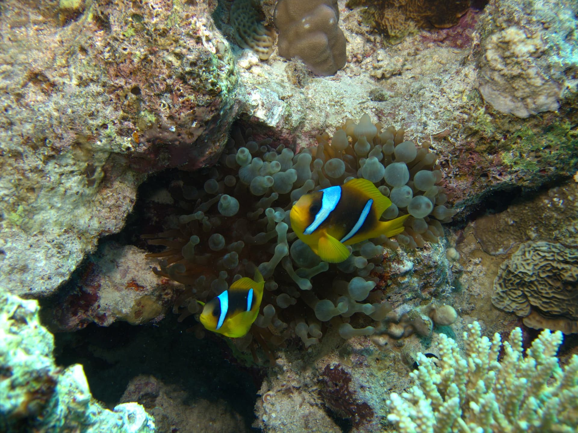 Bubble-tip anemone, Clownfish