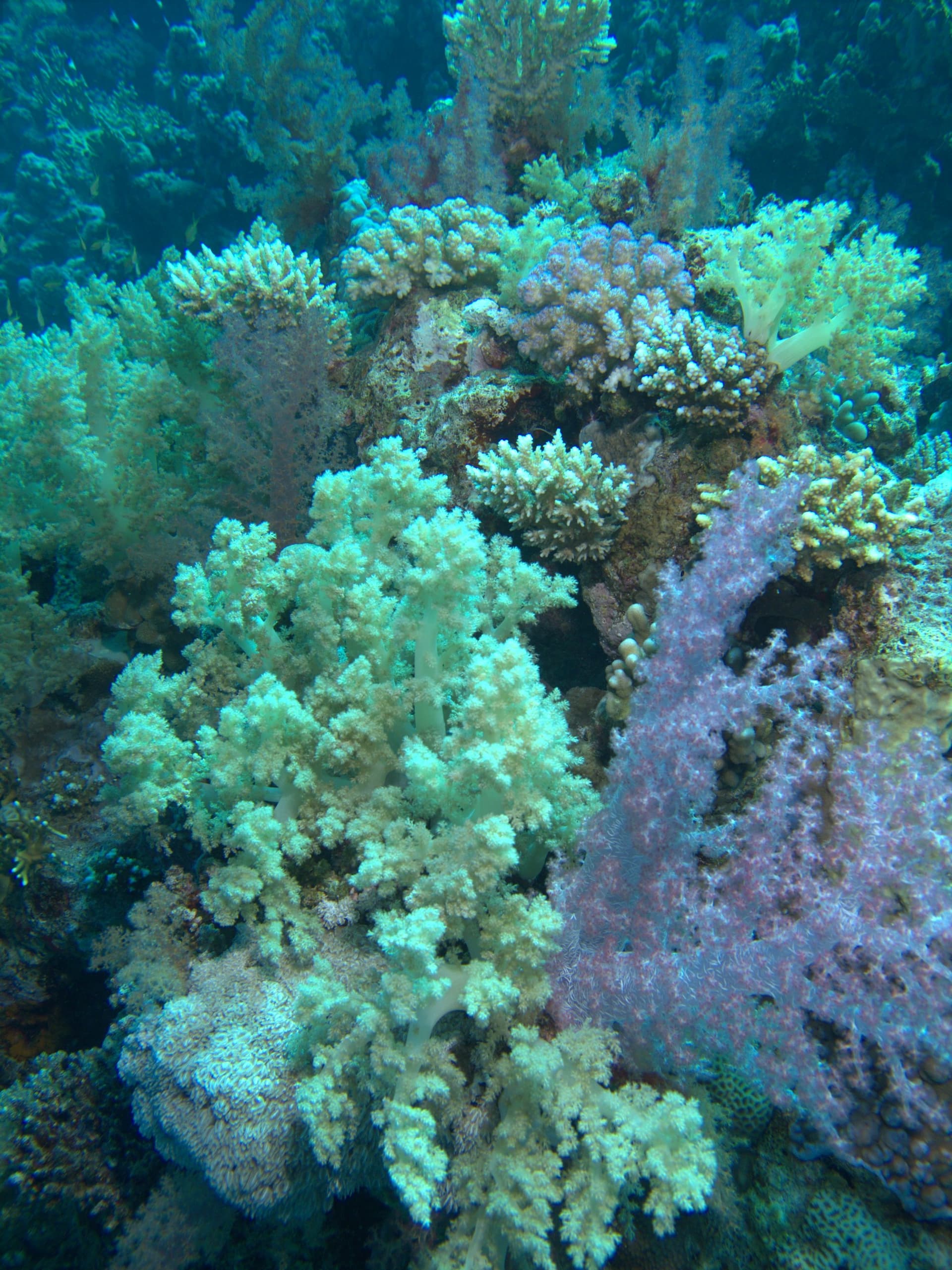 Carnation tree coral, Tree soft coral
