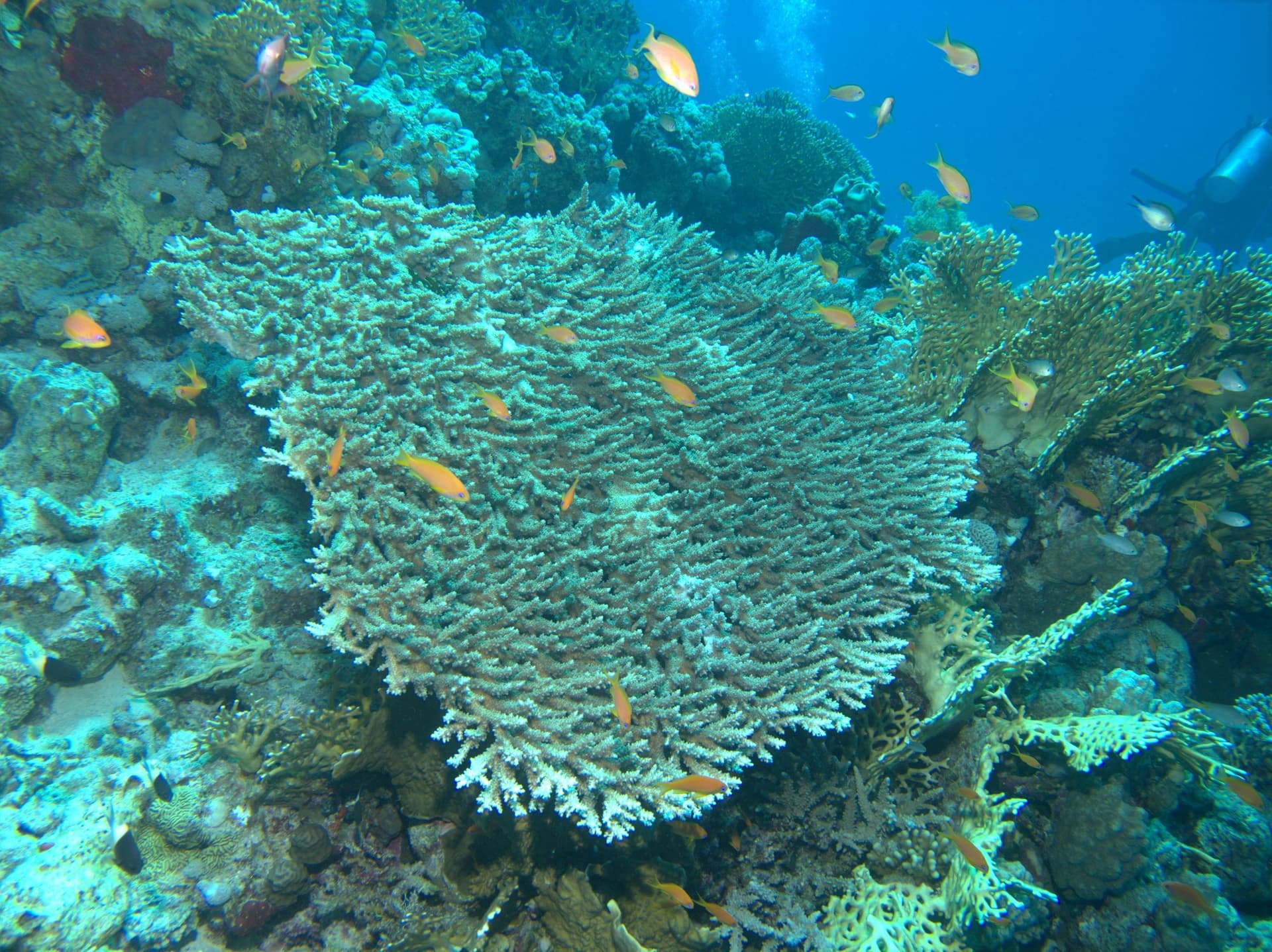 Anthias, Table corals