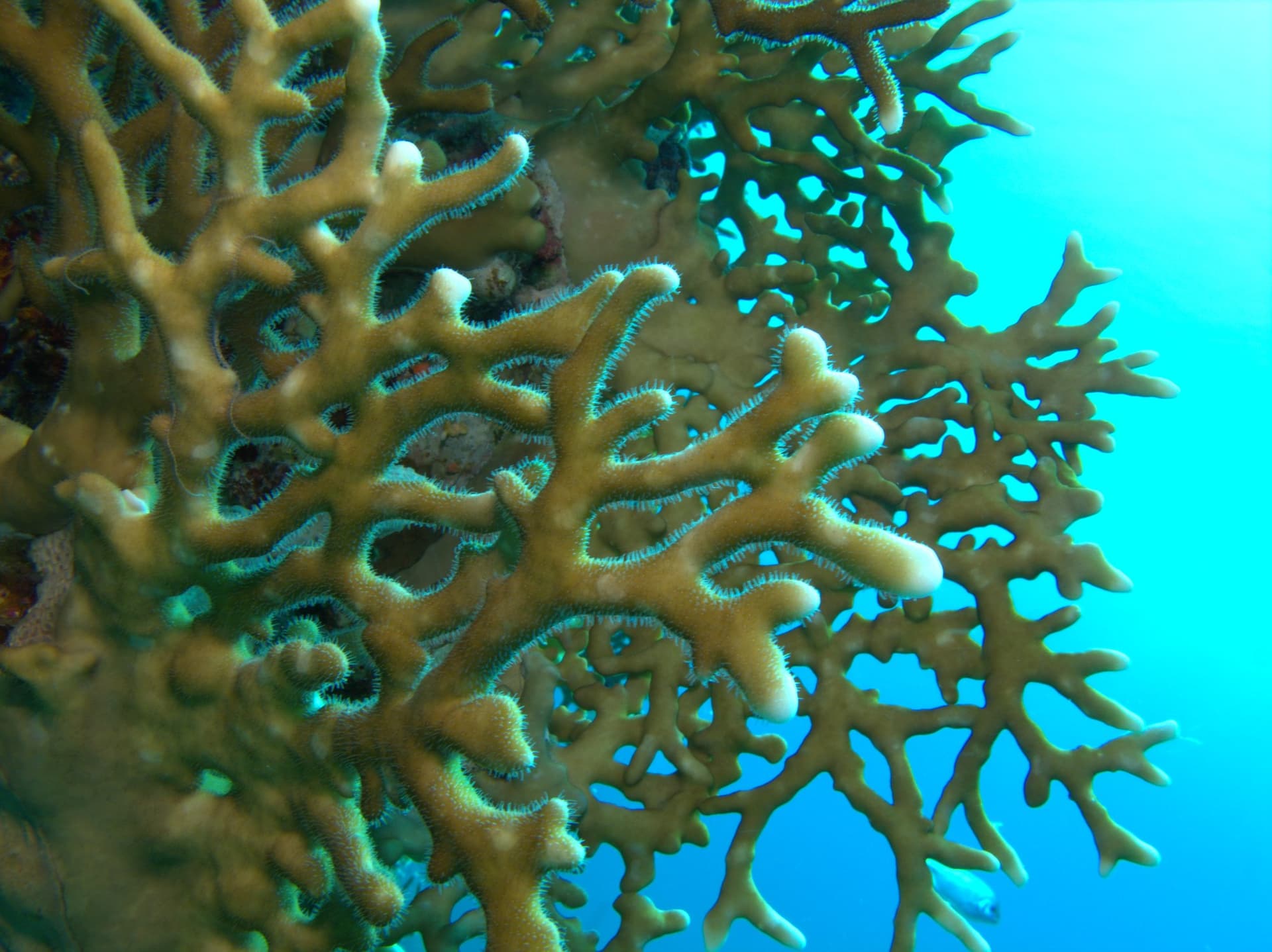 Net fire coral