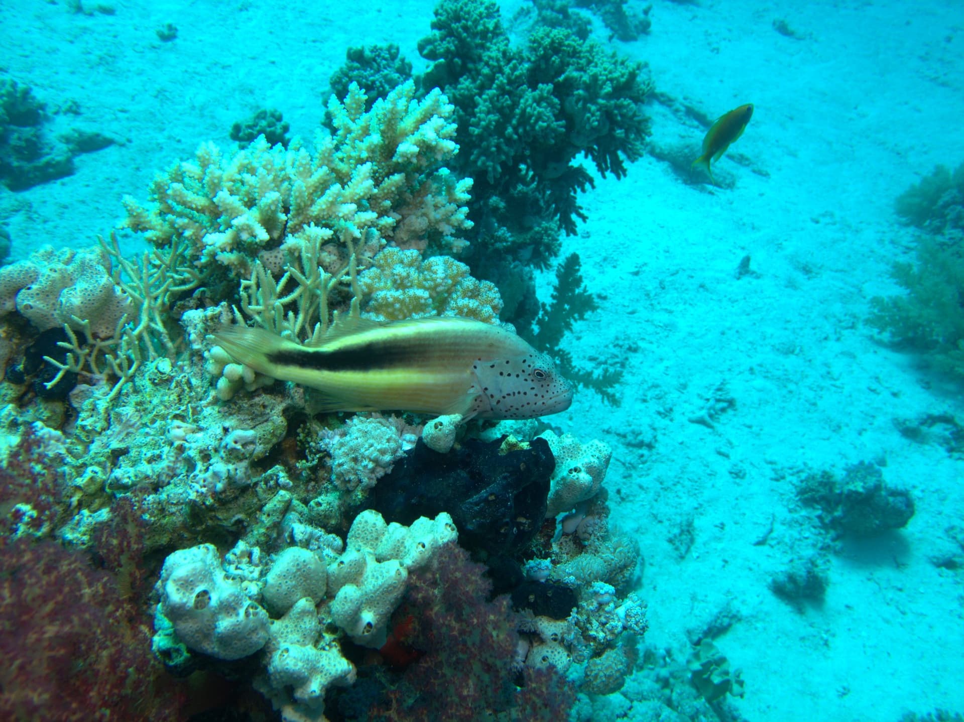 Freckled hawkfish