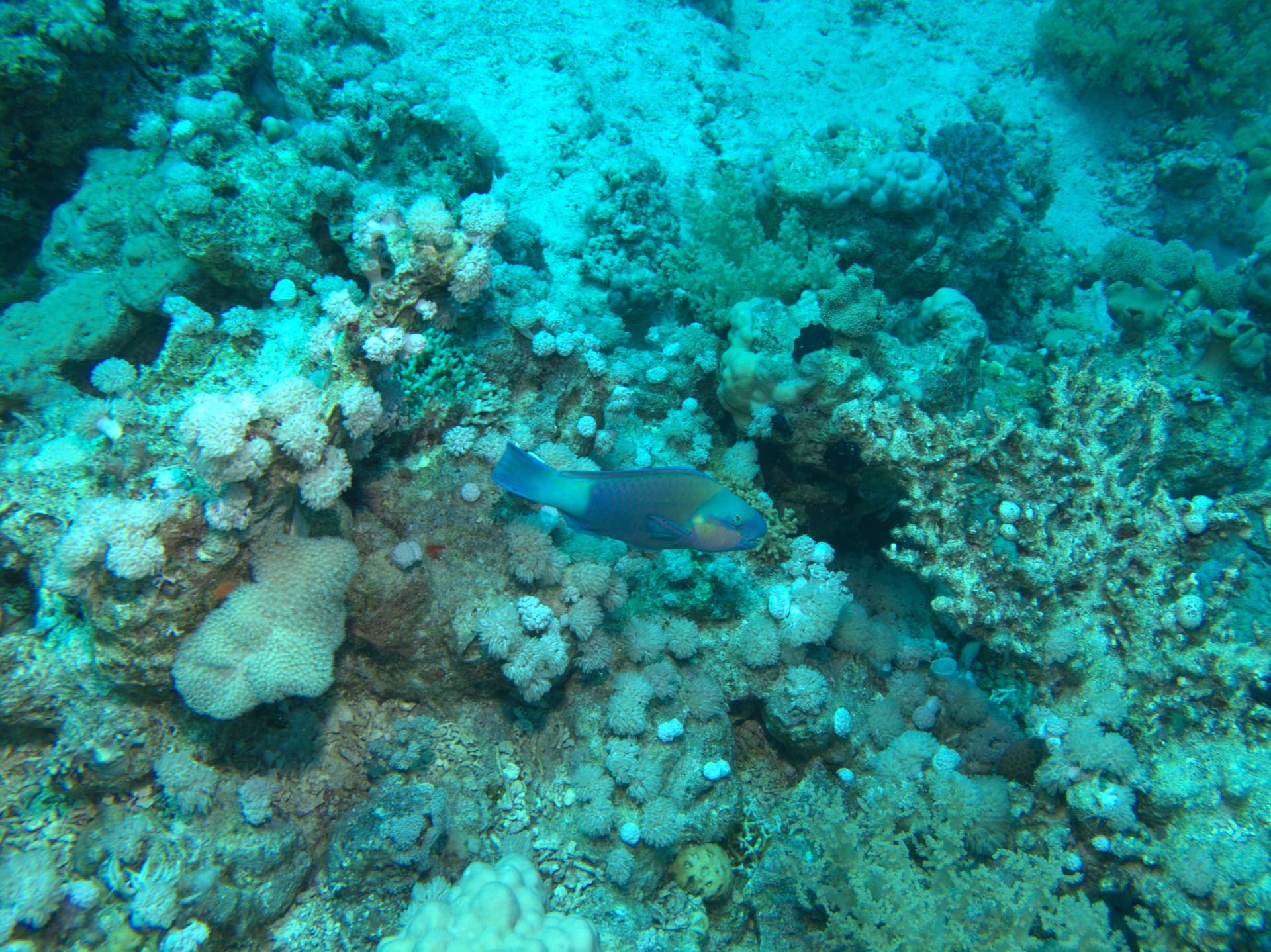 Parrotfish