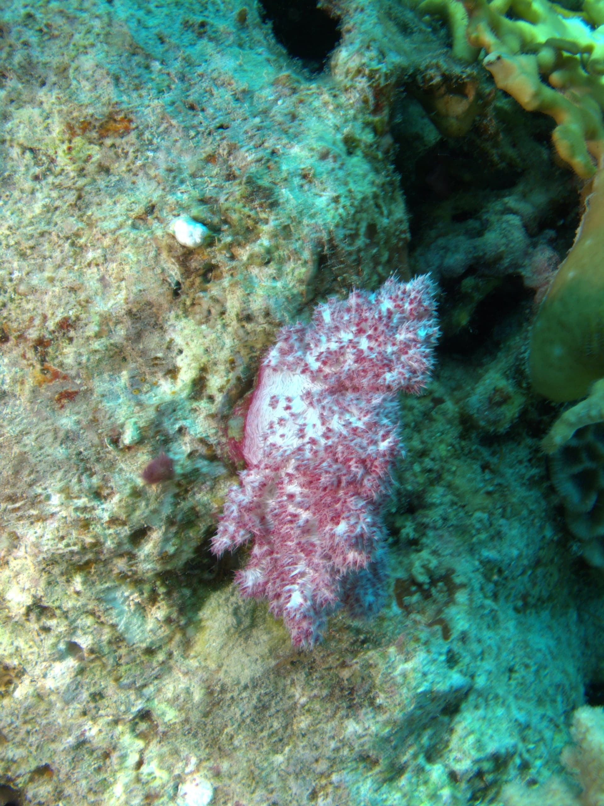 Carnation tree coral