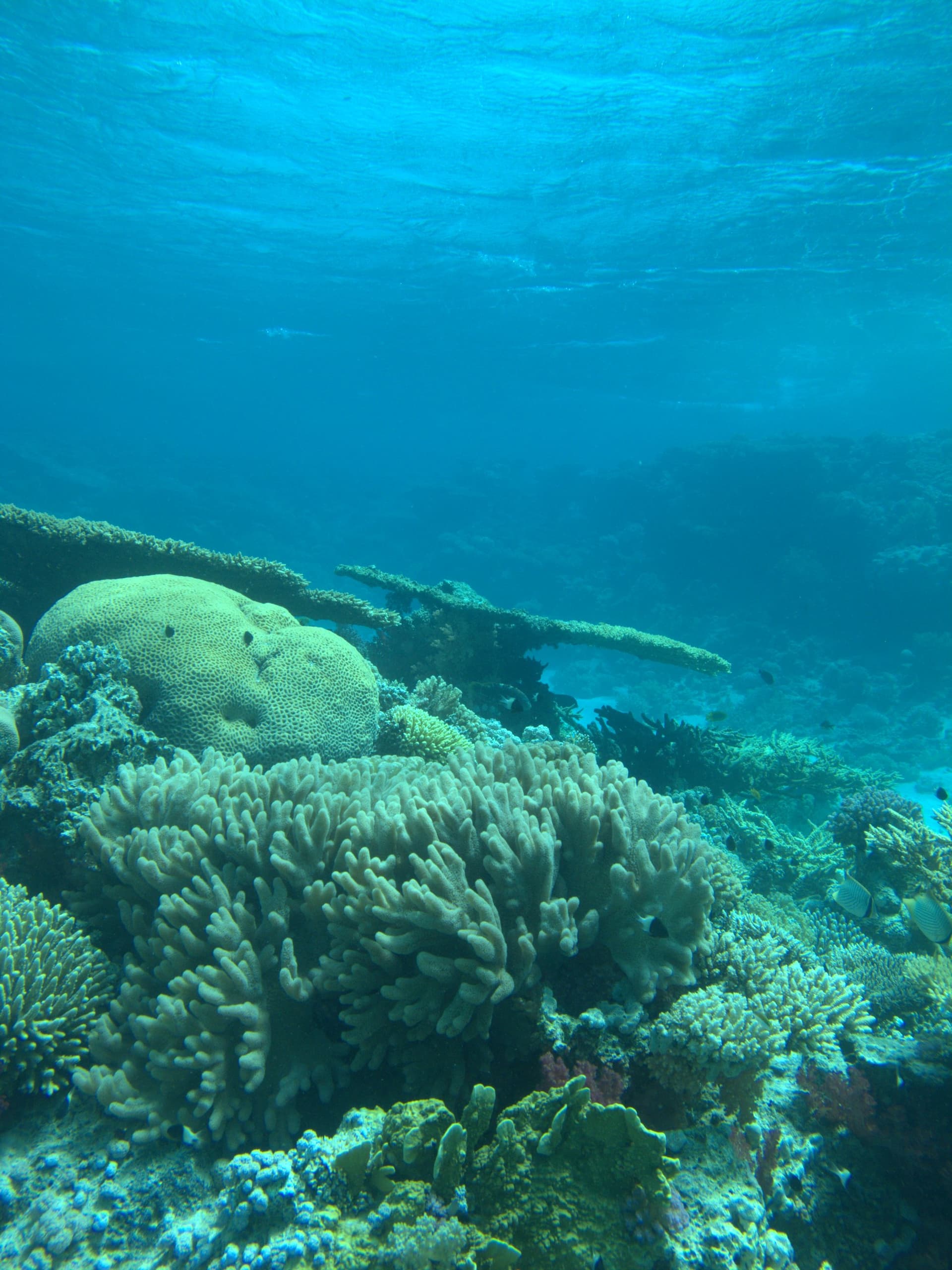 Table corals