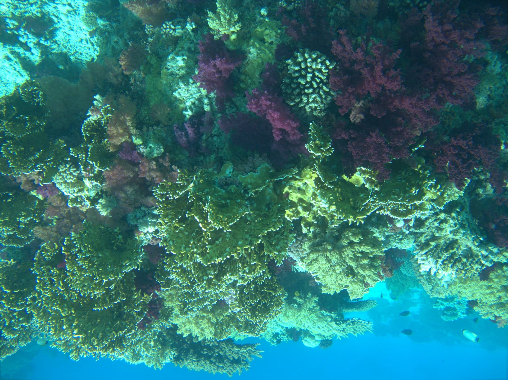 Carnation tree coral, Net fire coral