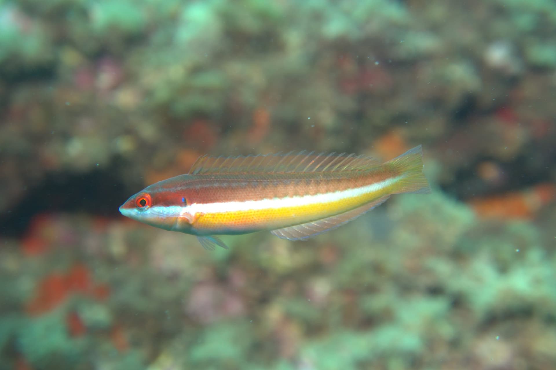 Rainbow wrasse